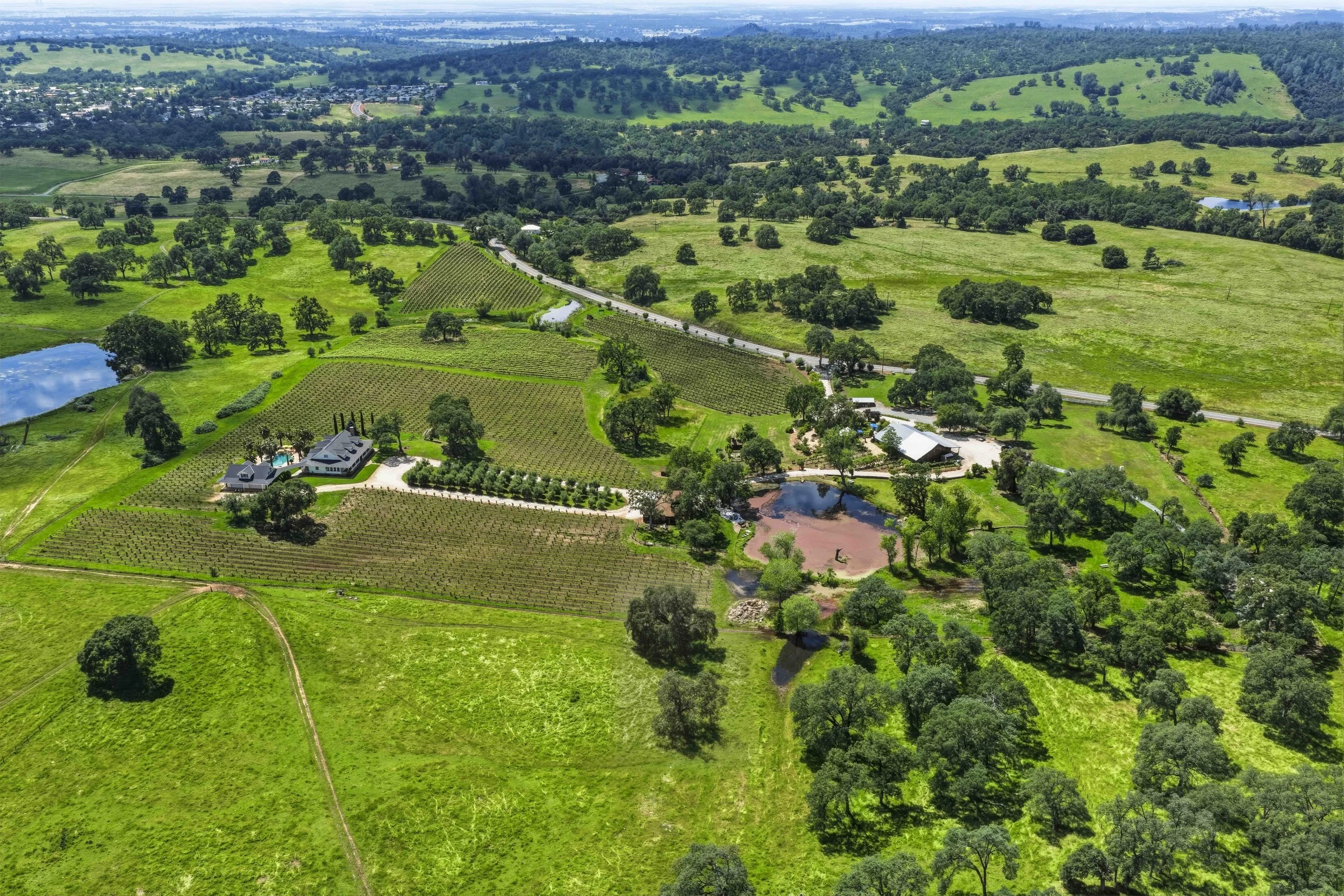 Youngs Vineyard 73.jpg
