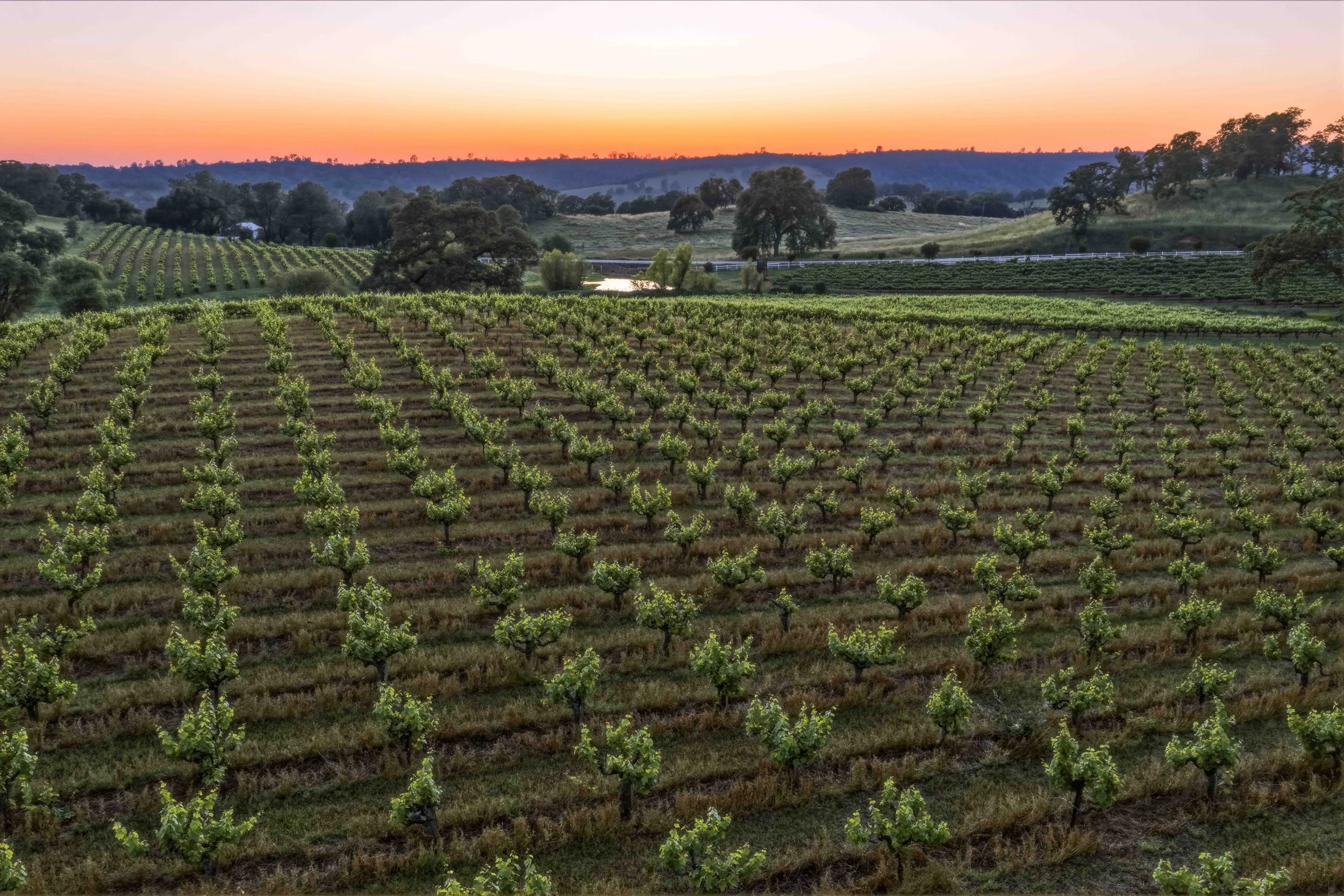 Young's Vineyard Twilights - _41.jpg