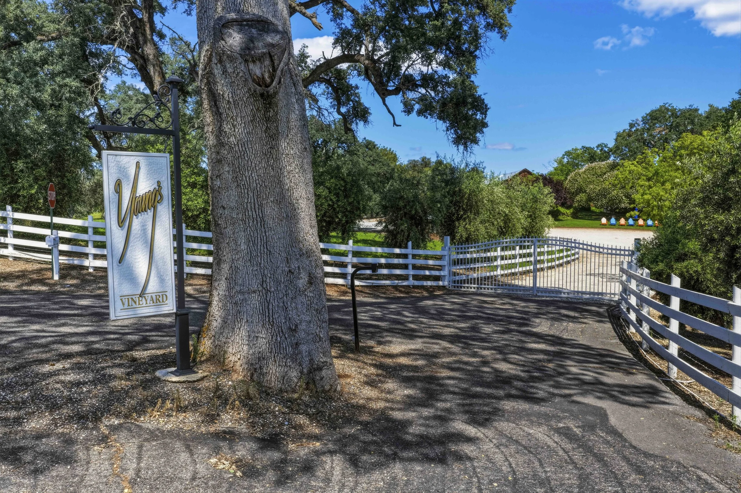 Young's Vineyard - 1.jpg