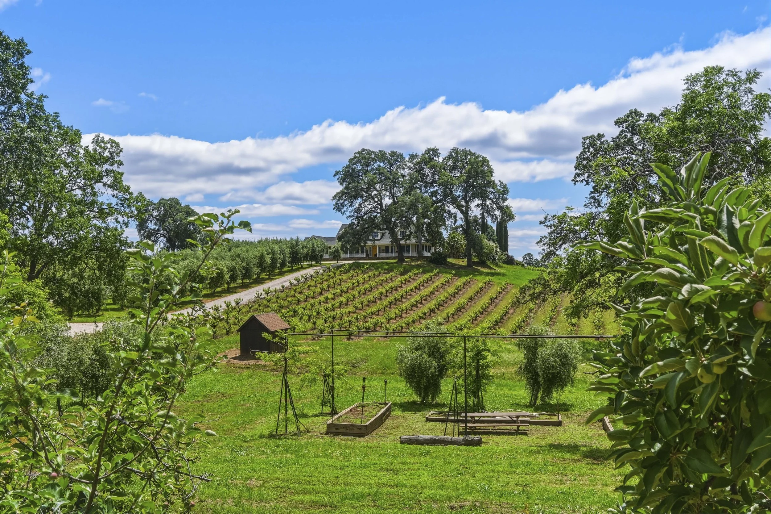 Young's Vineyard - 120.jpg