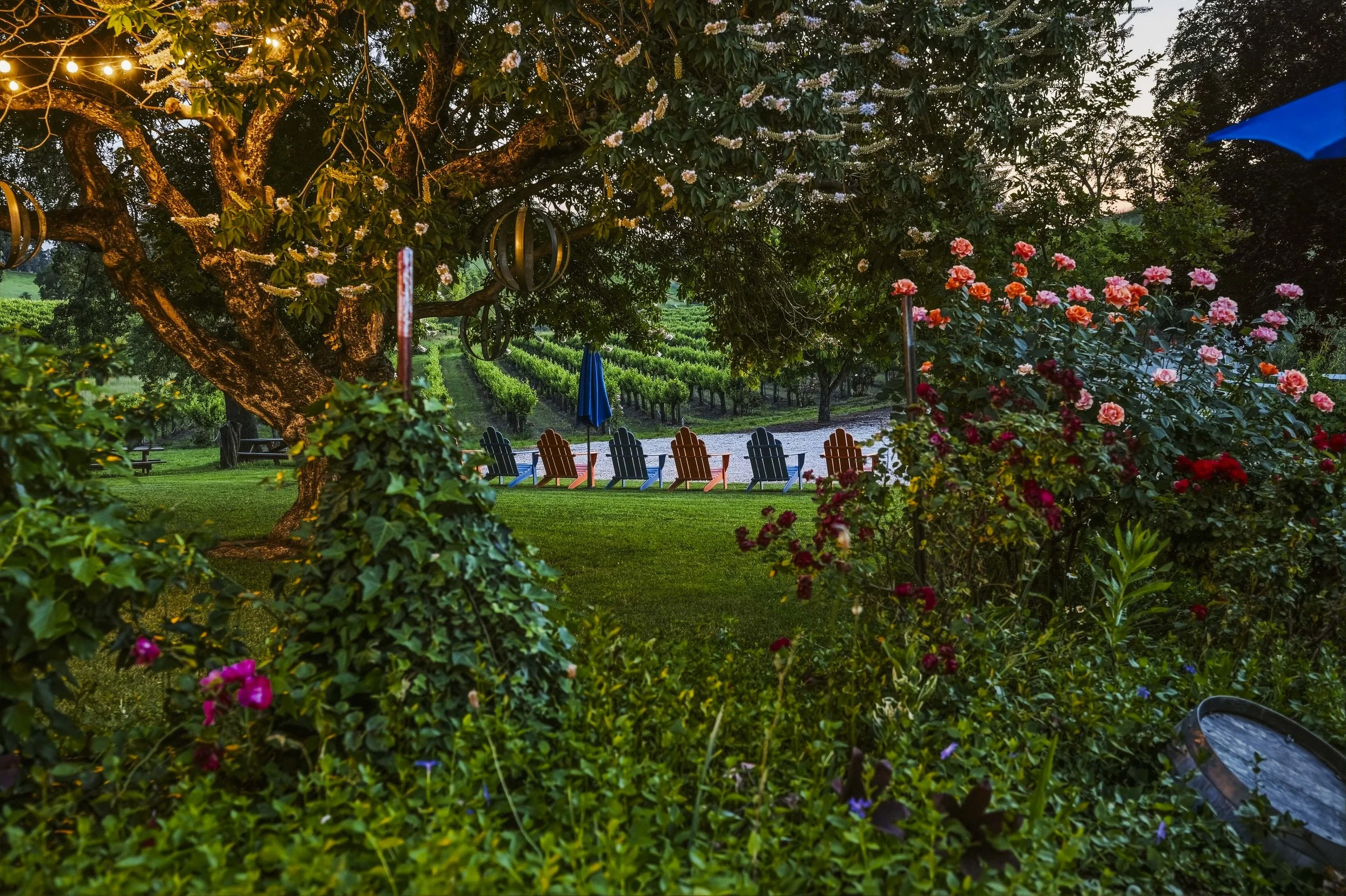 Young's Vineyard Twilights - _64.jpg