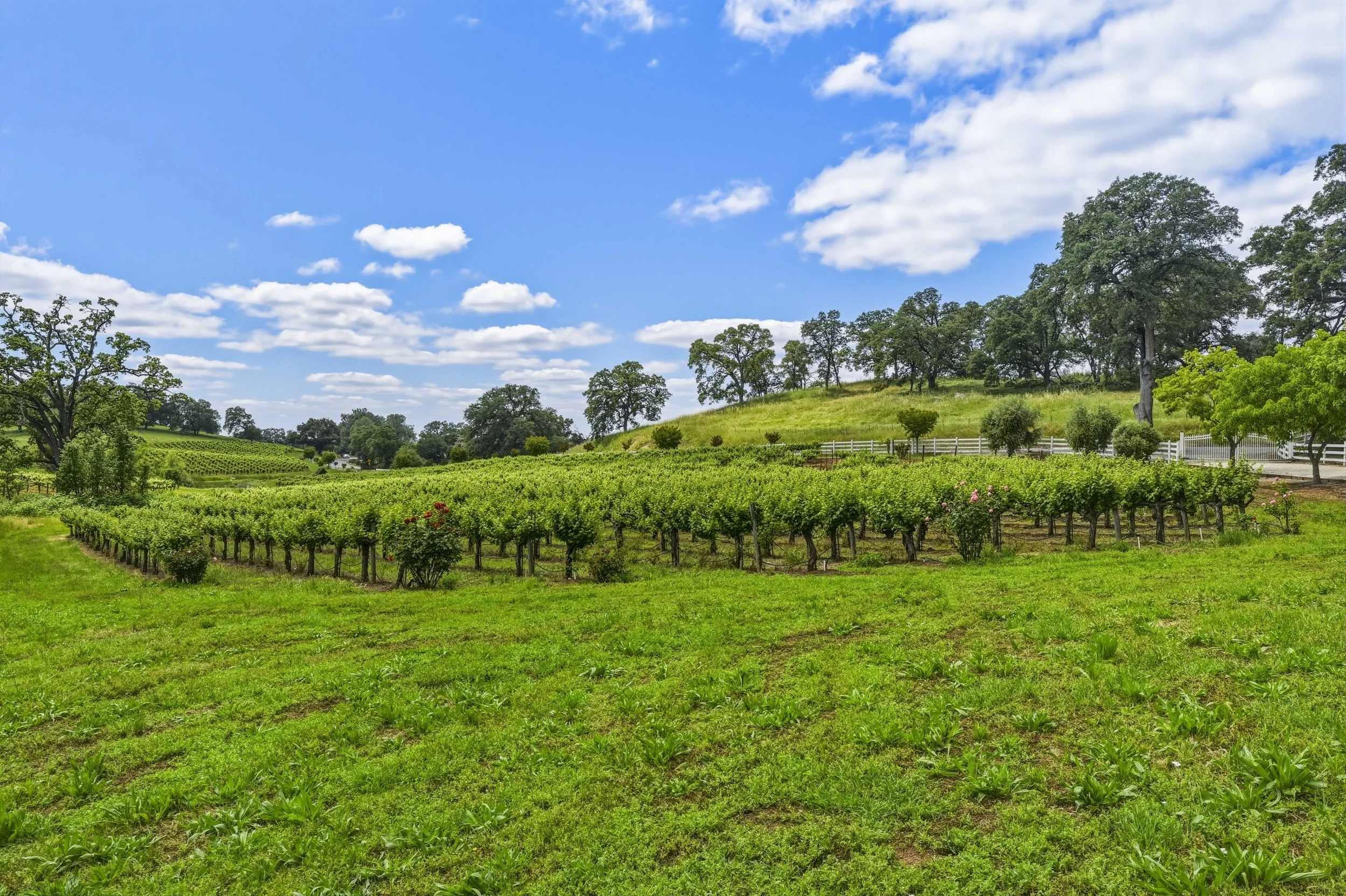 Young's Vineyard - 153.jpg