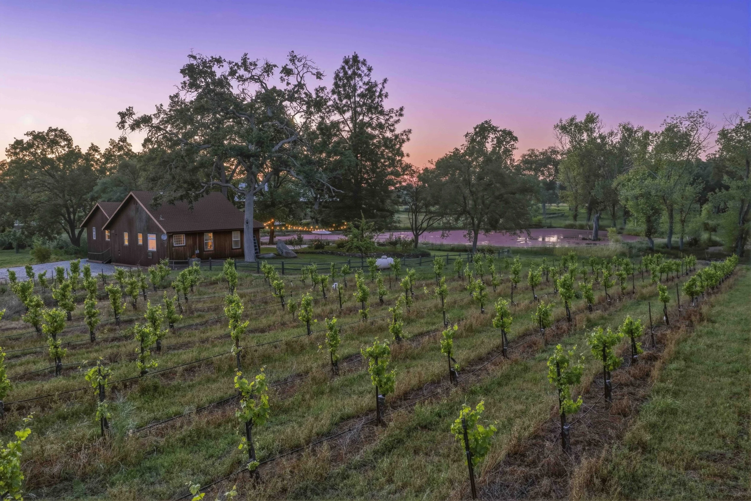 Young's Vineyard Twilights - _49.jpg