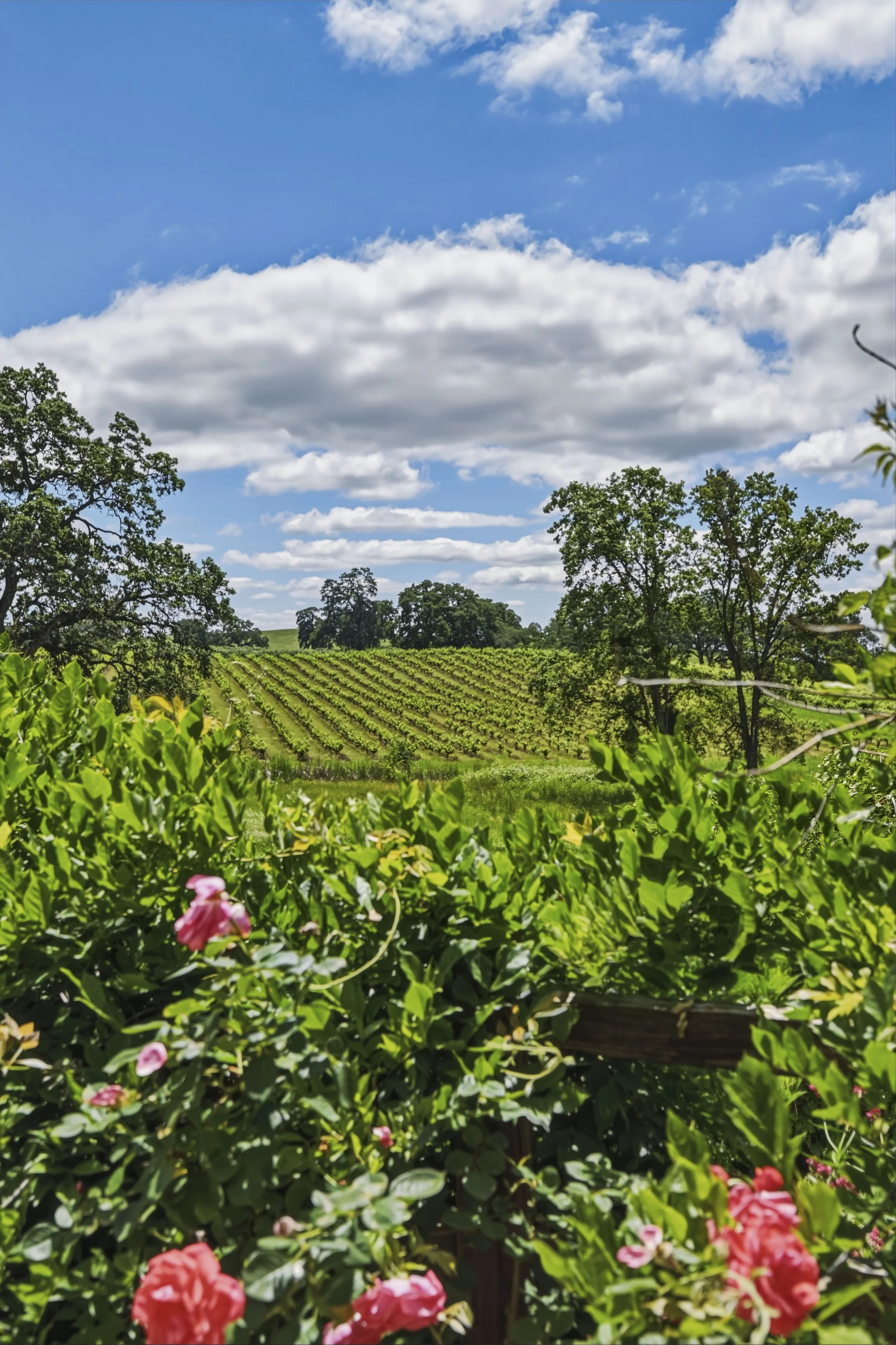 Young's Vineyard - 115.jpg