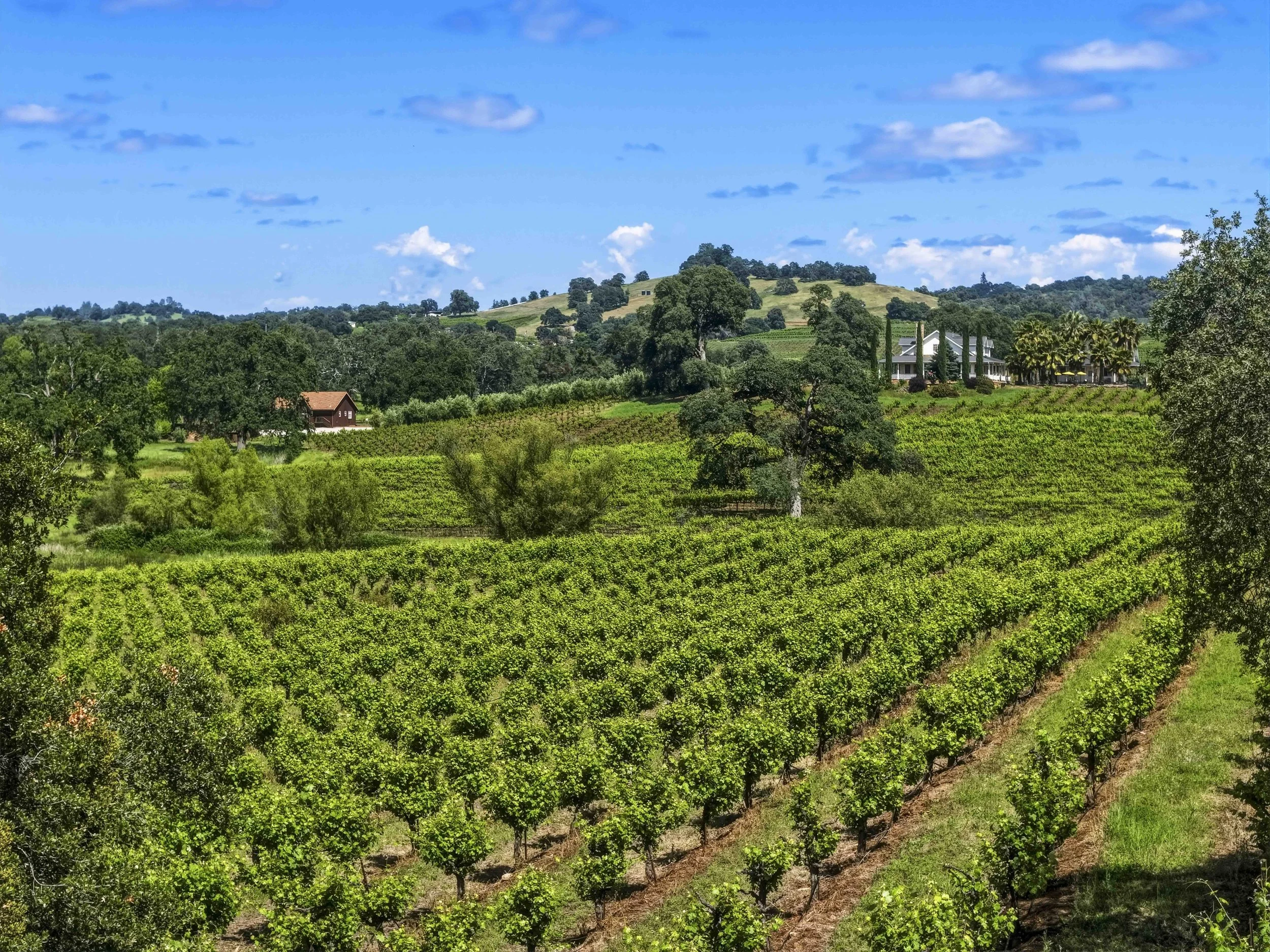 Young's Vineyard - 35.jpg