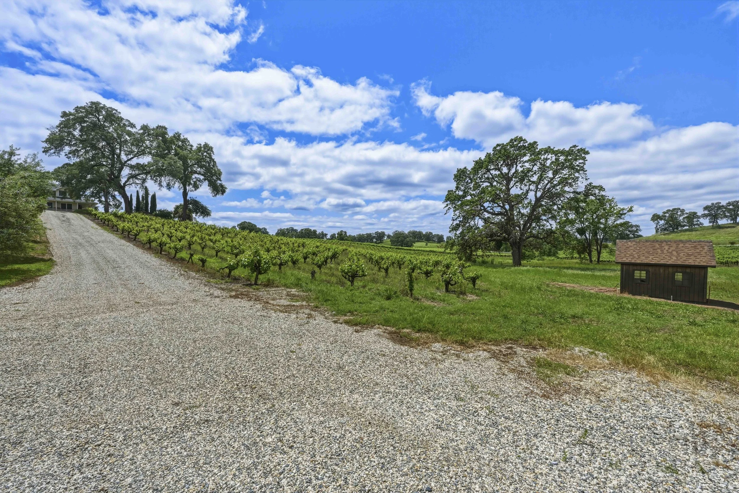 Young's Vineyard - 103.jpg