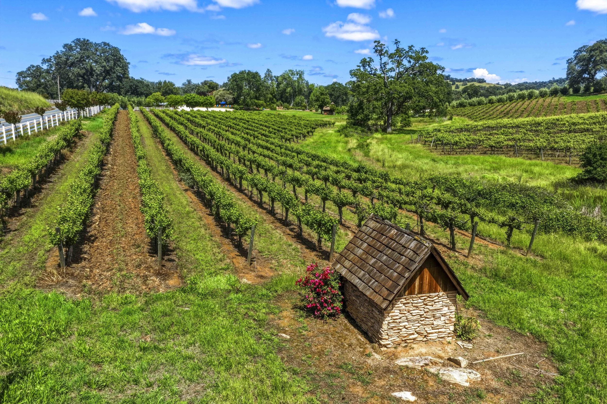 Young's Vineyard - 16.jpg