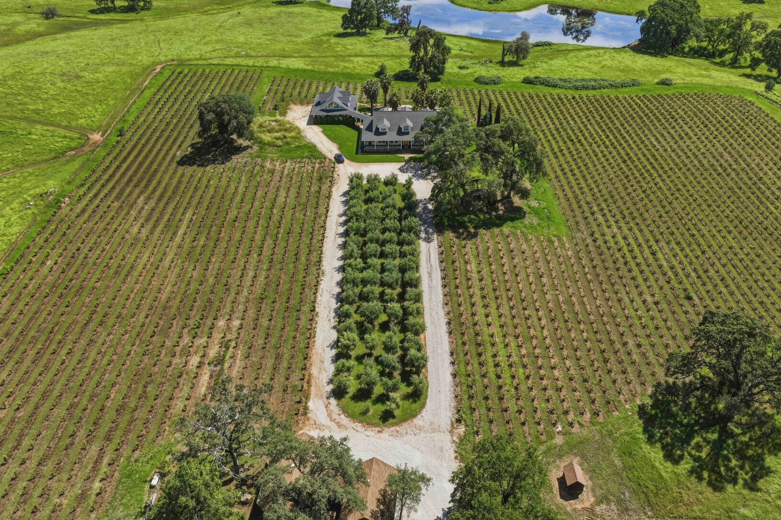 Young's Vineyard - 32.jpg