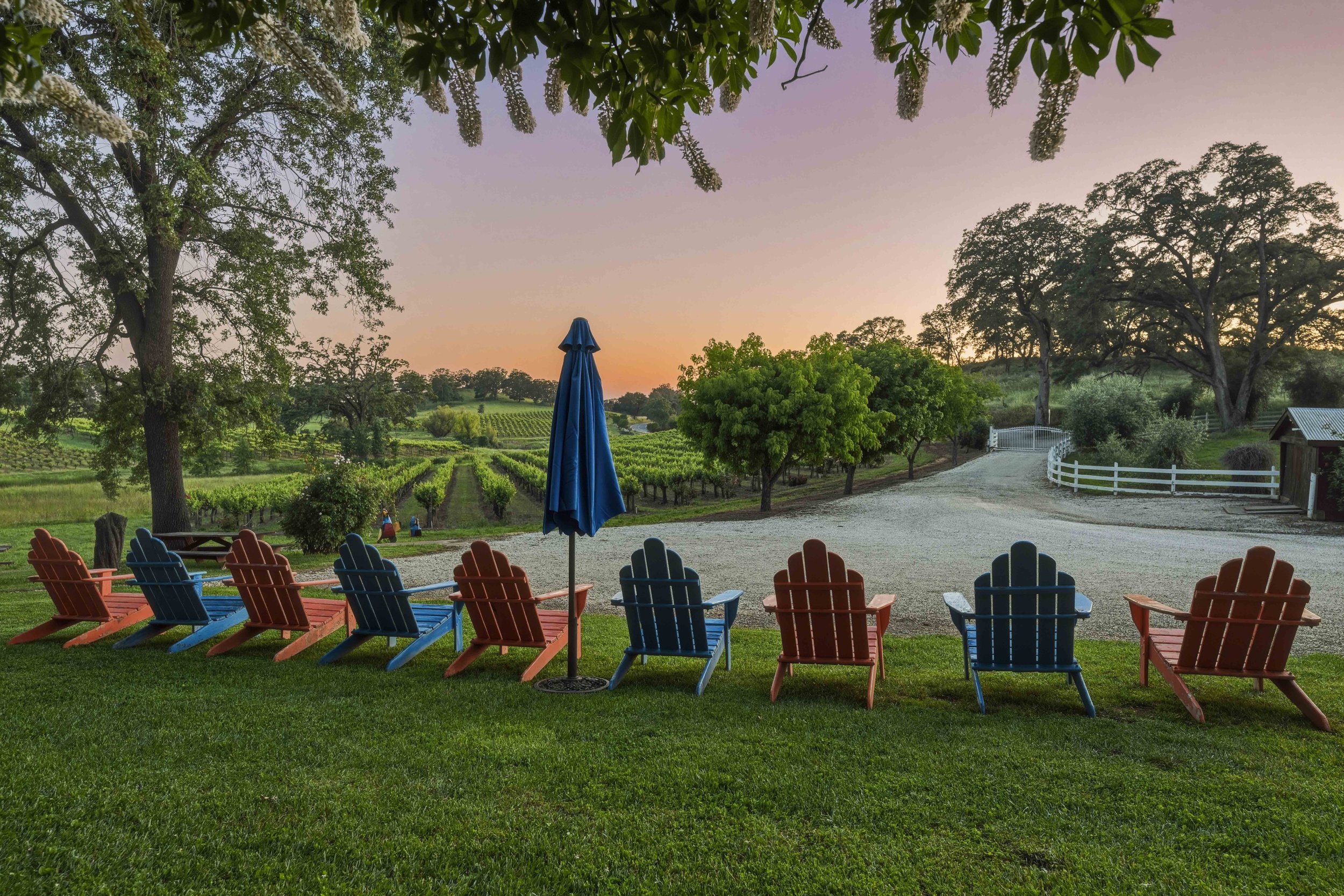 Youngs Vineyard 57.jpg