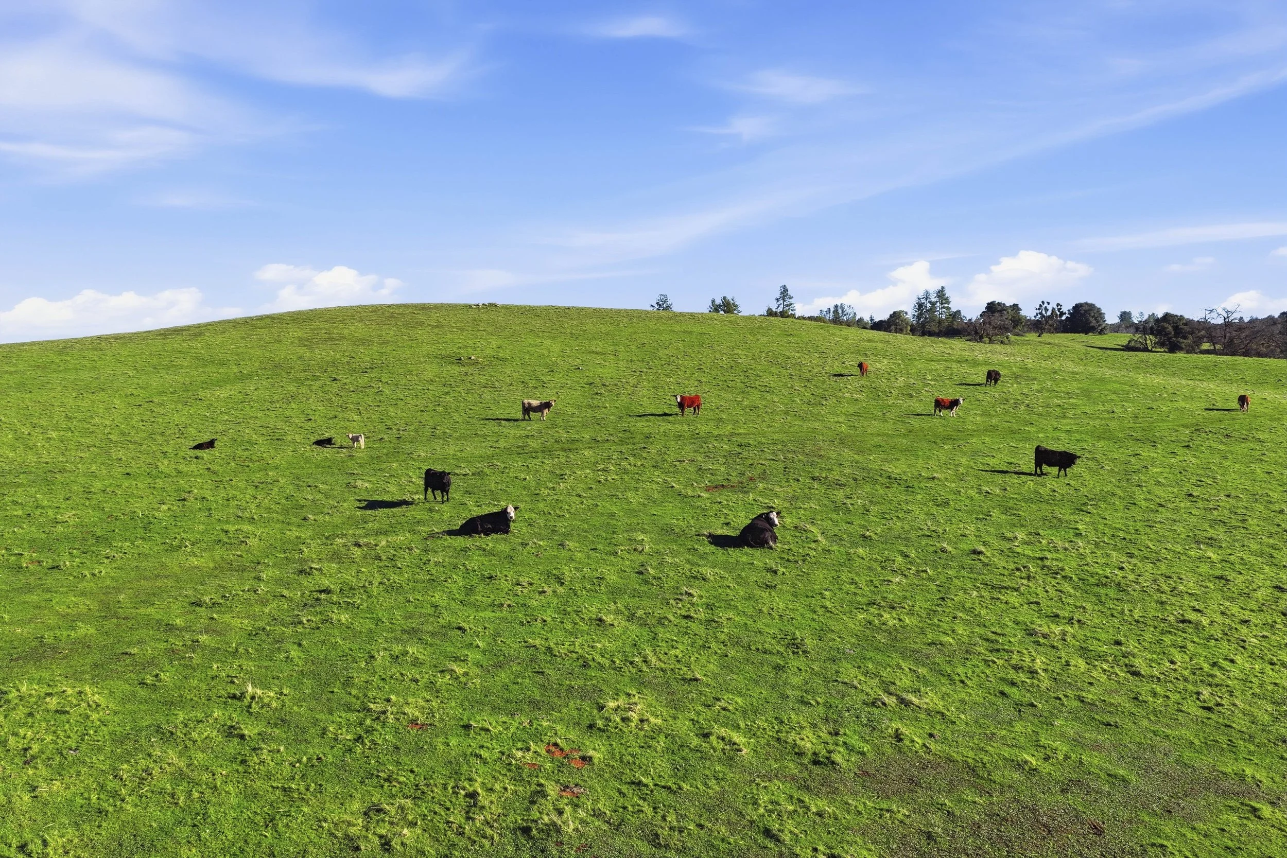 11777 Shenandoah Rd 21.jpg