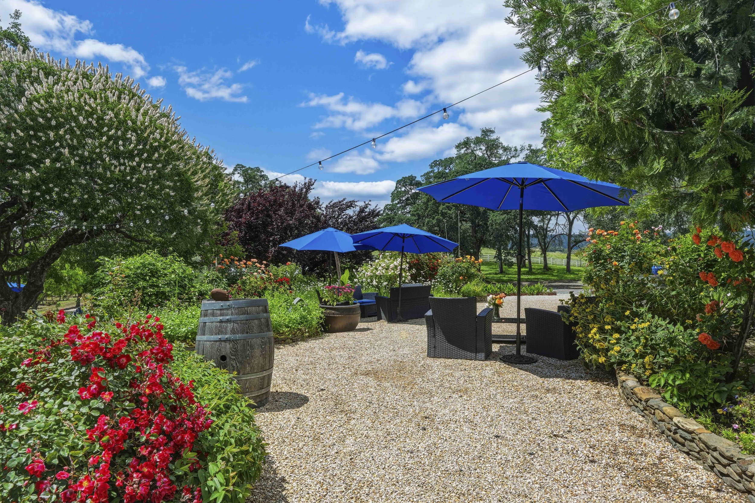 Young's Vineyard - 125.jpg