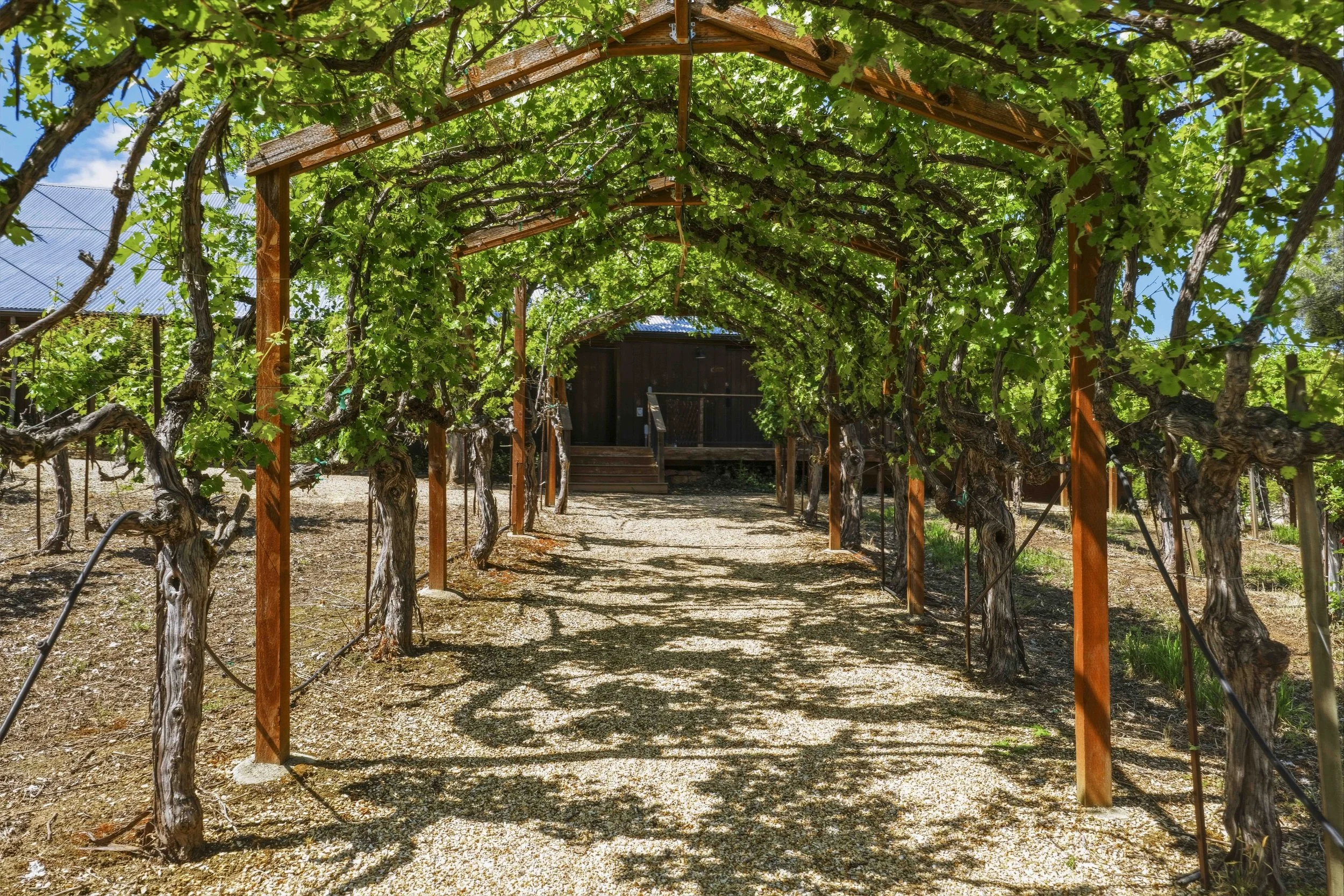 Young's Vineyard - 30.jpg