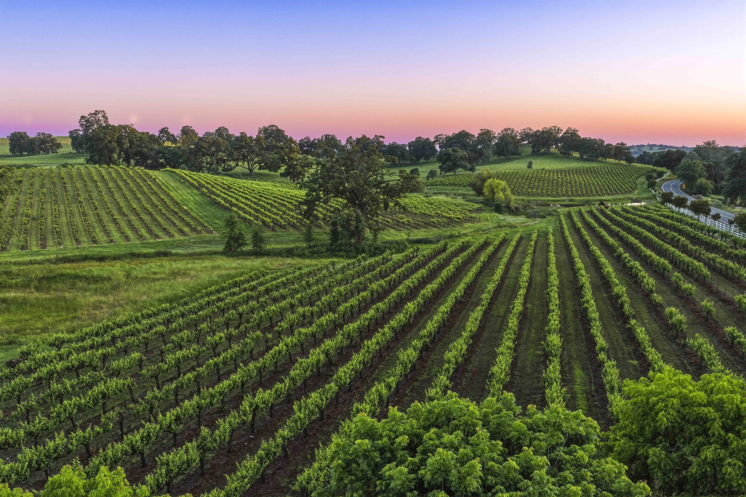Young's Vineyard Twilights - _19.jpg