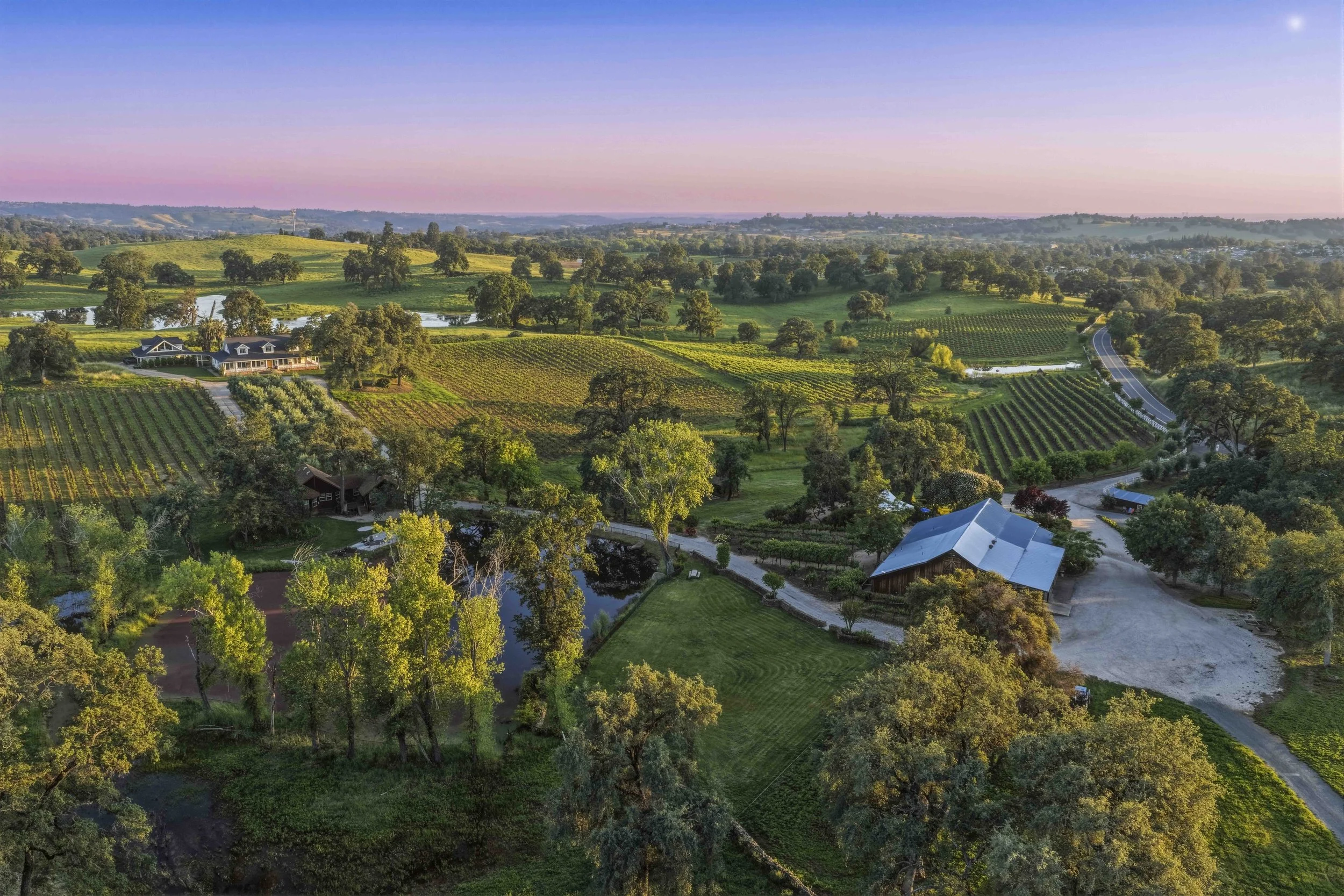 Youngs Vineyard 1.jpg