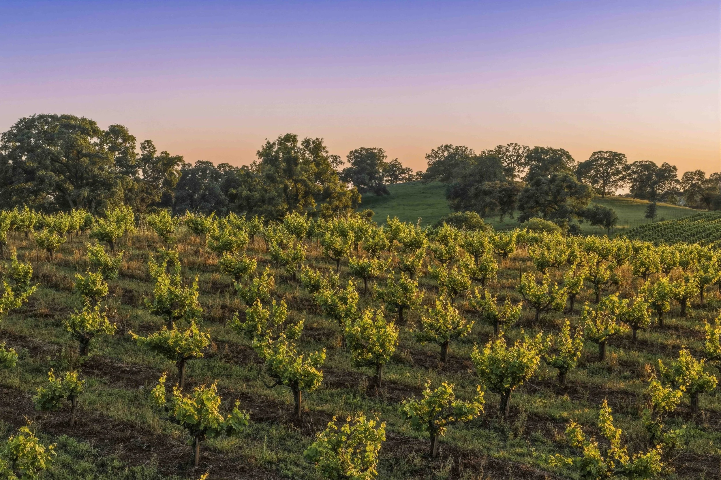 Young's Vineyard Twilights - _6.jpg