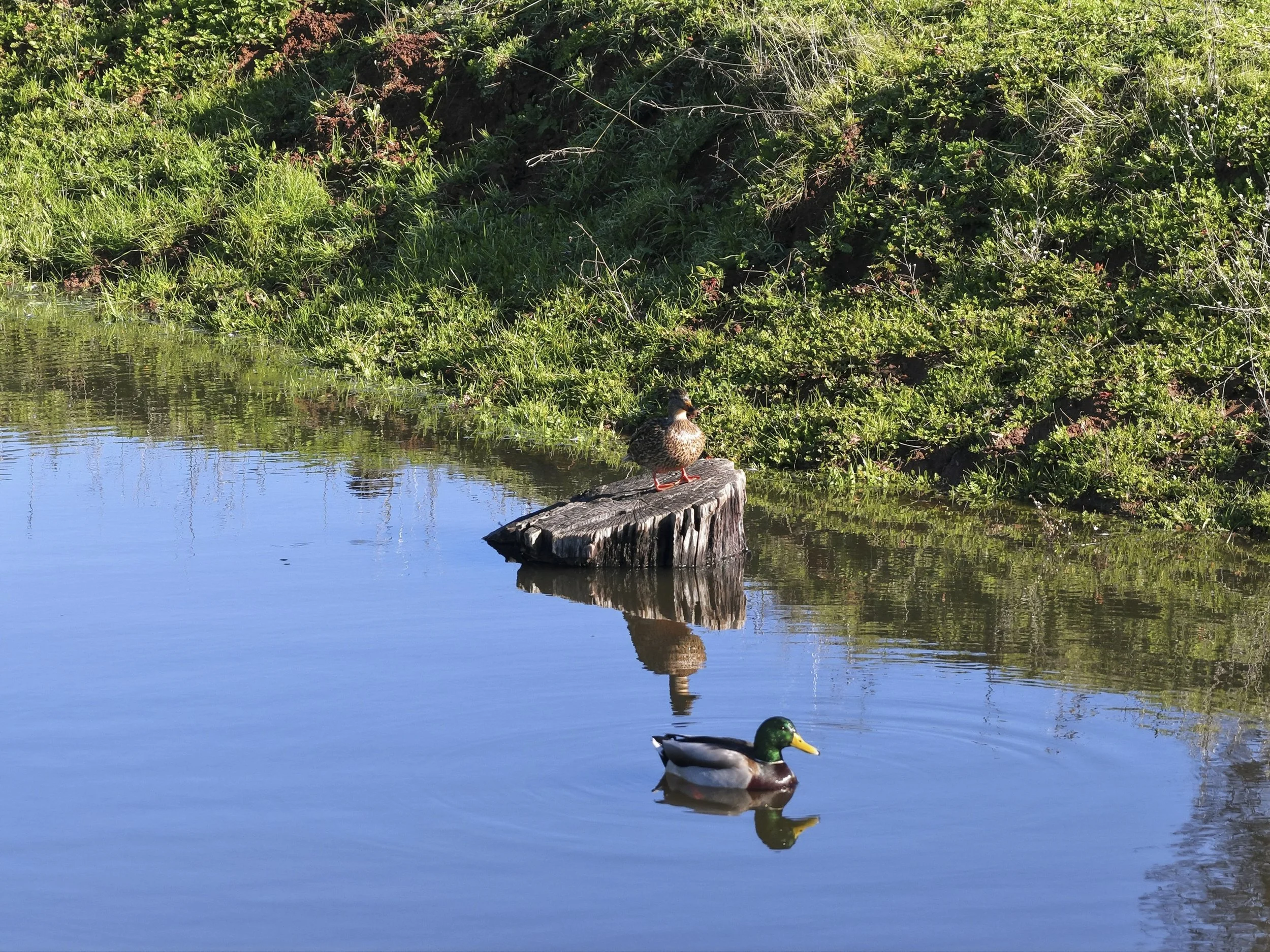 11777 Shenandoah Rd 23.jpg