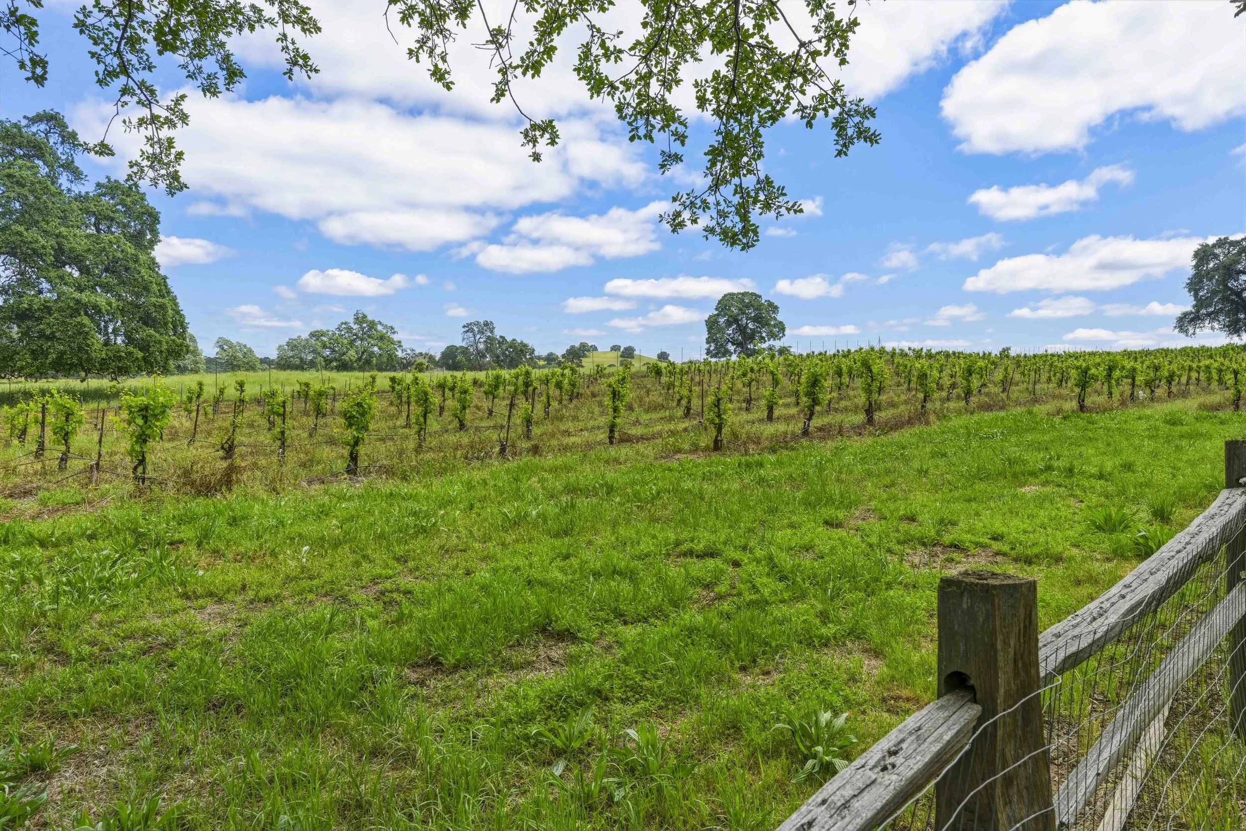 Young's Vineyard - 165.jpg