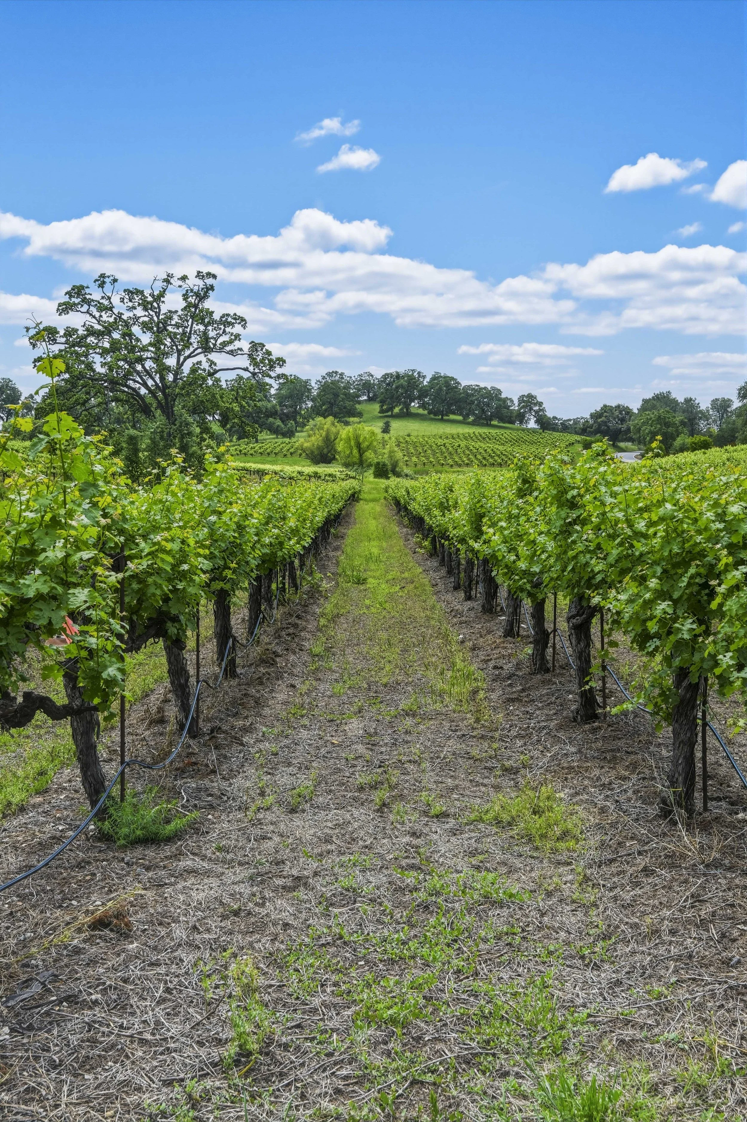 Young's Vineyard - 155.jpg