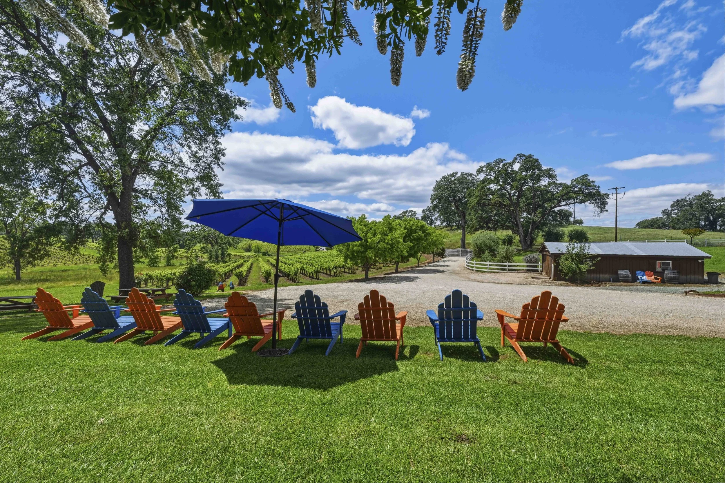 Youngs Vineyard 169.jpg