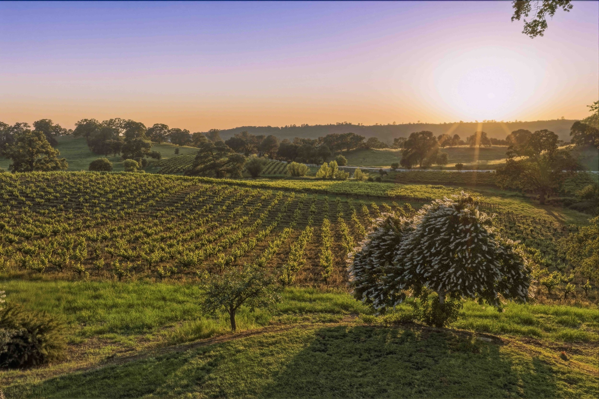 Young's Vineyard Twilights - _3.jpg