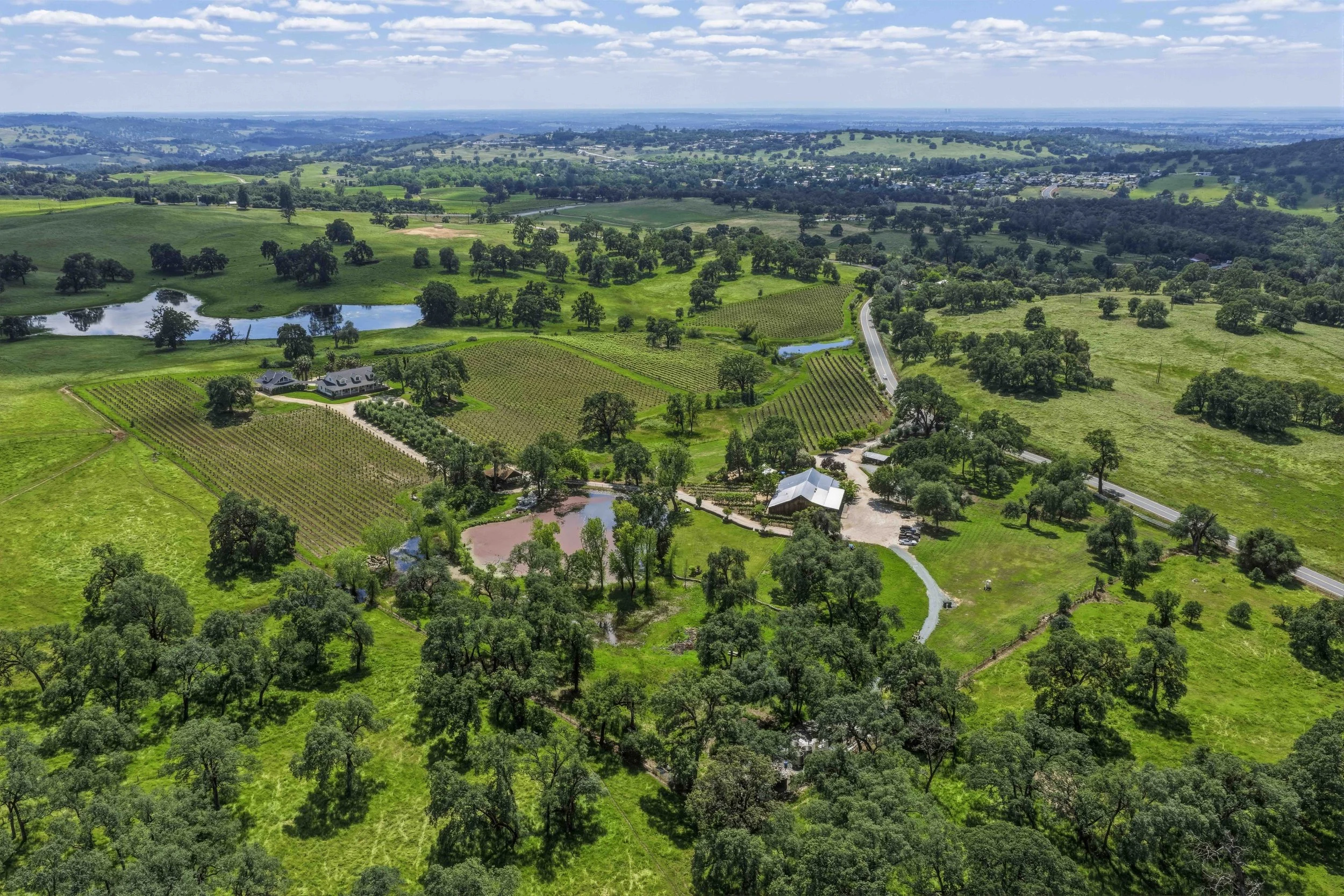 Young's Vineyard - 6.jpg