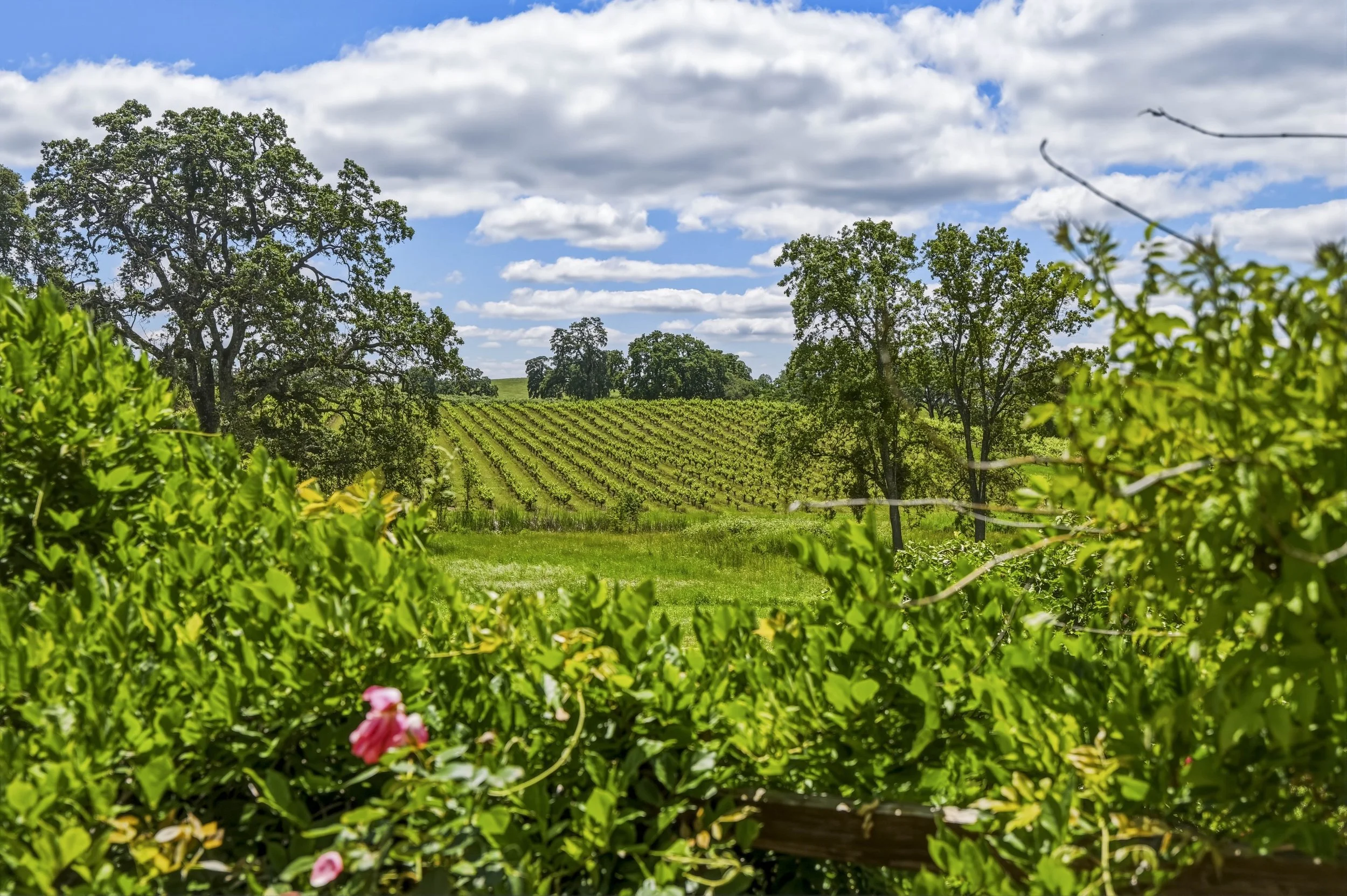 Young's Vineyard - 116.jpg