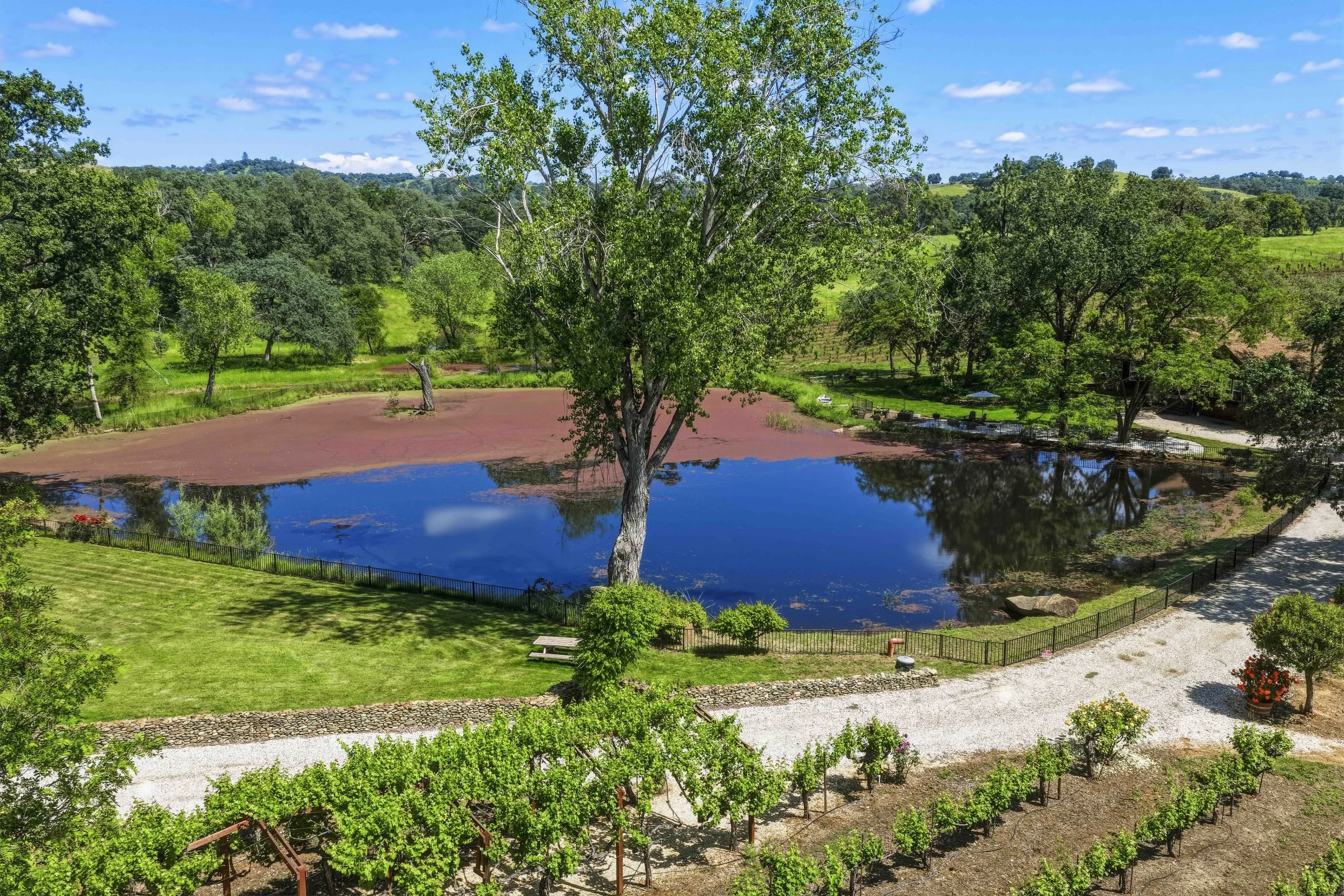 Young's Vineyard - 29.jpg