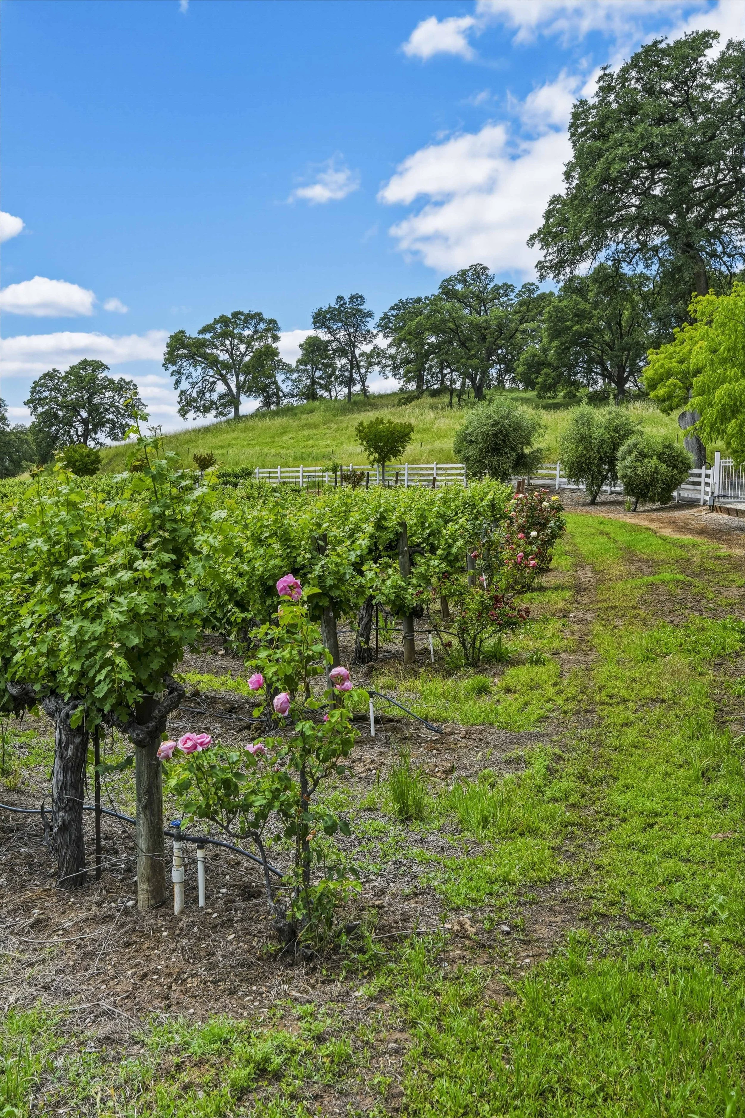 Young's Vineyard - 154.jpg