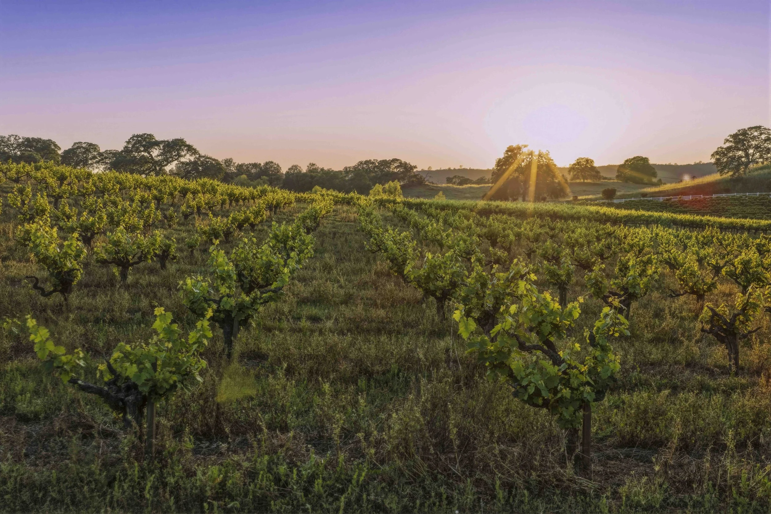 Young's Vineyard Twilights - _4.jpg