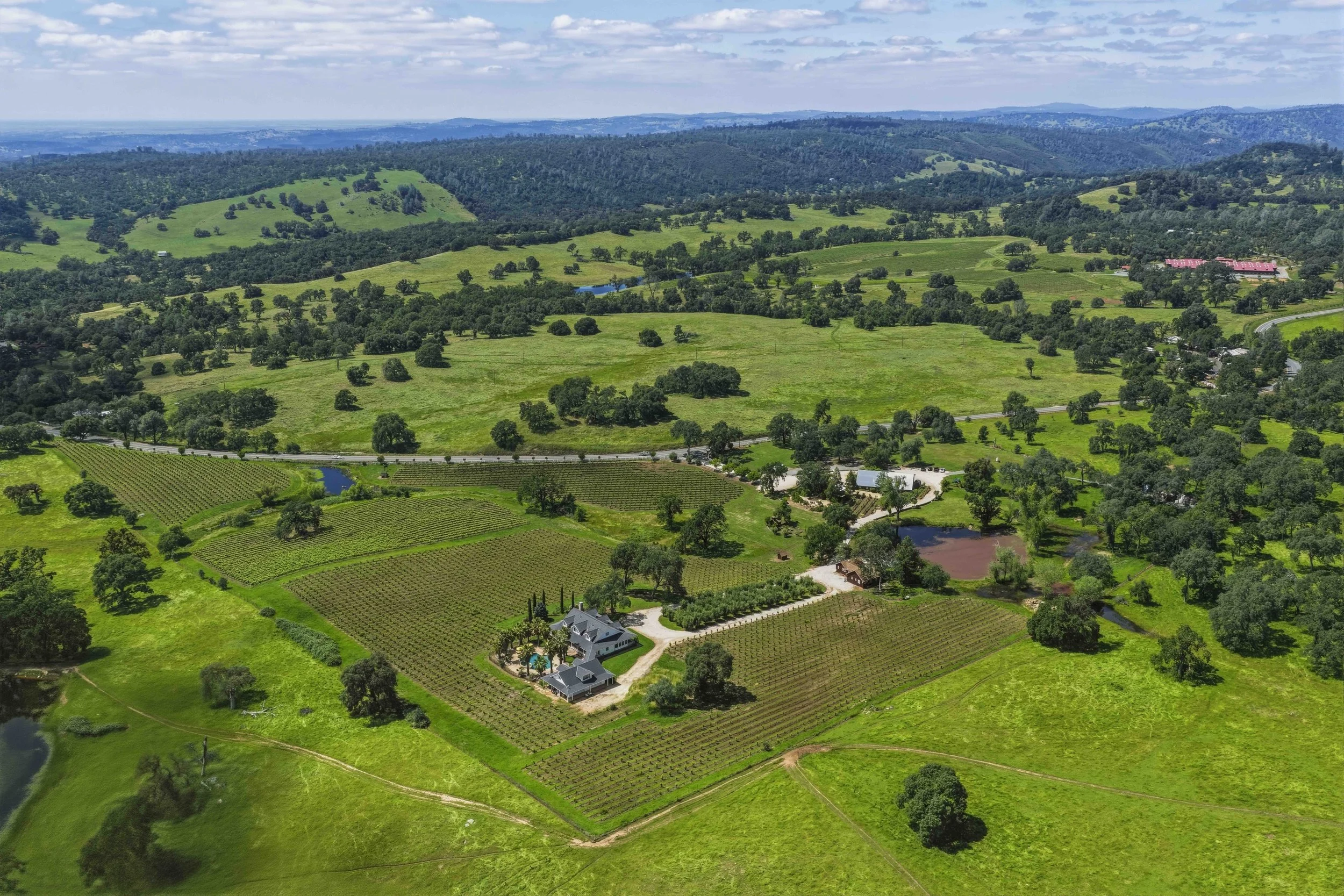 Young's Vineyard - 8.jpg