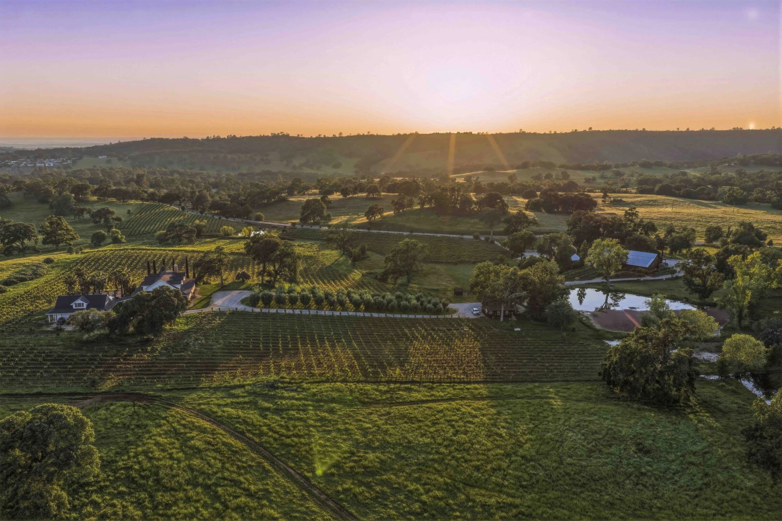 Young's Vineyard Twilights - _2.jpg