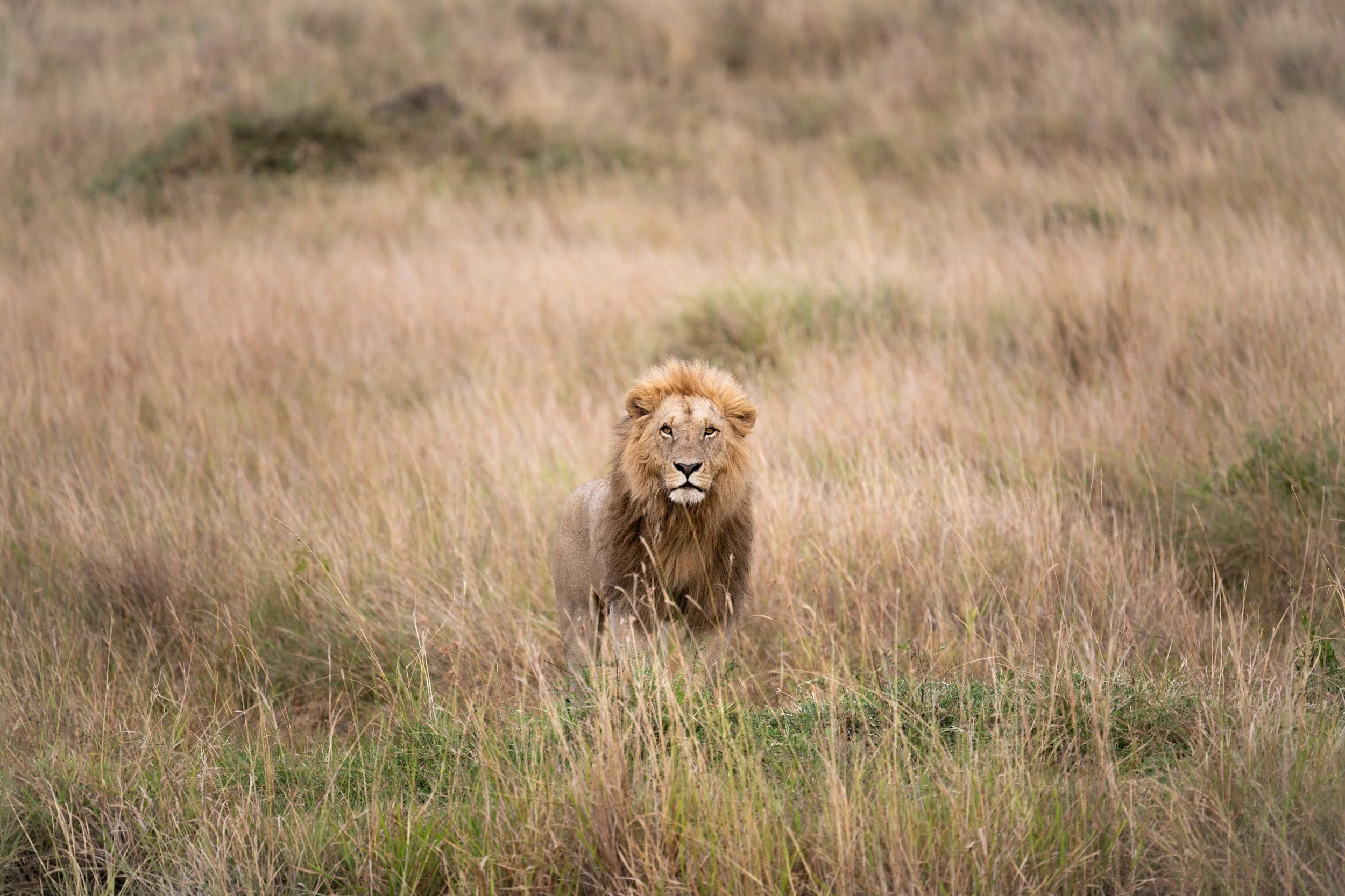 NZ8_8415.jpg
