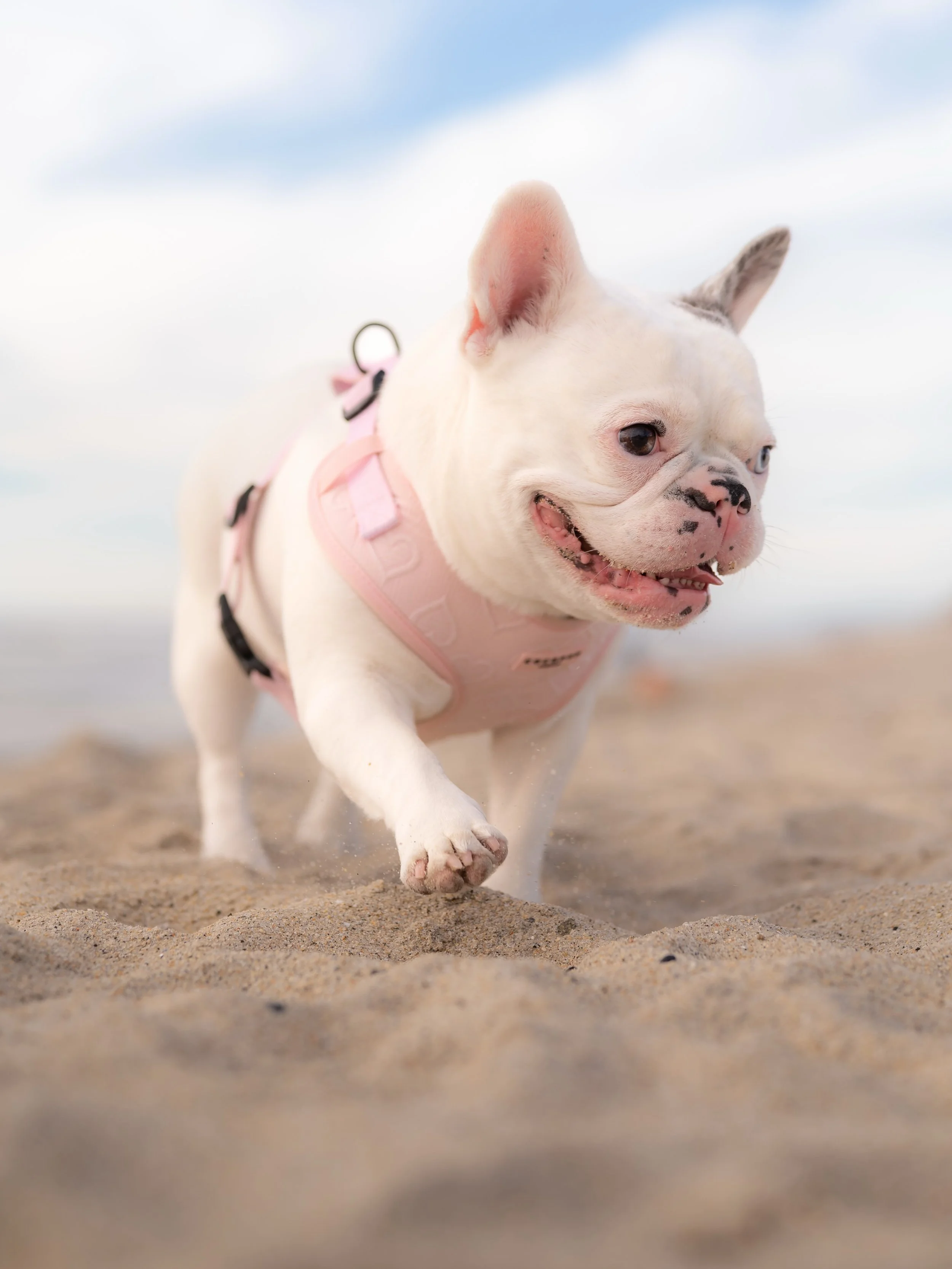 🇫🇷🐂🐶🏖️