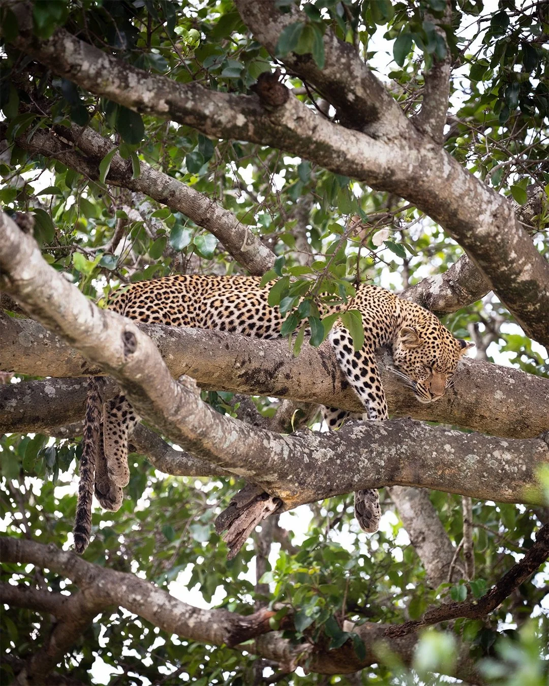 Serengeti National Park, Tanzania - July 9th to 11th, 2026

1. Leopard in Tree
2. Wildebeast Crossing the Mara River
3. Big Sky Portraits
4. Cheetah in Tall Grass
5. Cheetah Stalking Wildebeast
6. Lion Teen
7. Lion Cubs
8. Black Rhino
9. Eagle in Tre