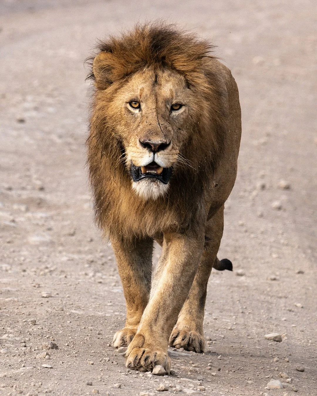 Ngorongoro Crater, Tanzania - July 7th &amp; 8th, 2026

Images:
1. Lion
2. White Rhino
3. Lion &amp; Lioness Passing by Zebras
4. Cape Buffalo
5. Black Rhinos Drinking
6. Zebras at the Watering Hole
7. Secretary Bird
8. Hippo
9. Sunrise Driving Into 