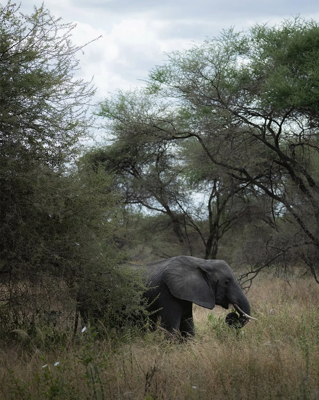 My first of a handful of safari posts from this summer!

Tarangire National Park, Tanzania - July 6th, 2026

Animals: African Elephant, Masai Giraffe, Lilac Breasted Roller, Giant Eagle Owl, Waterbuck