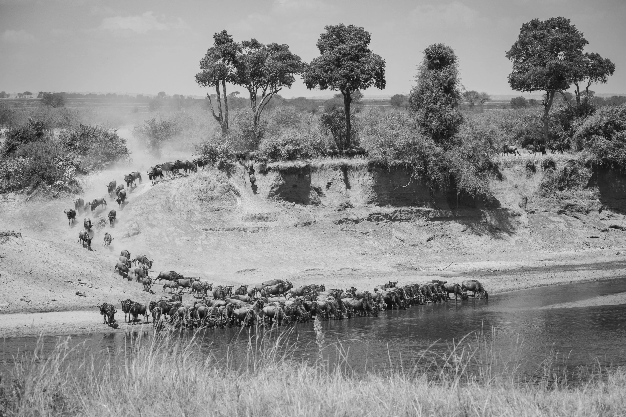 NZ8_5600.jpg