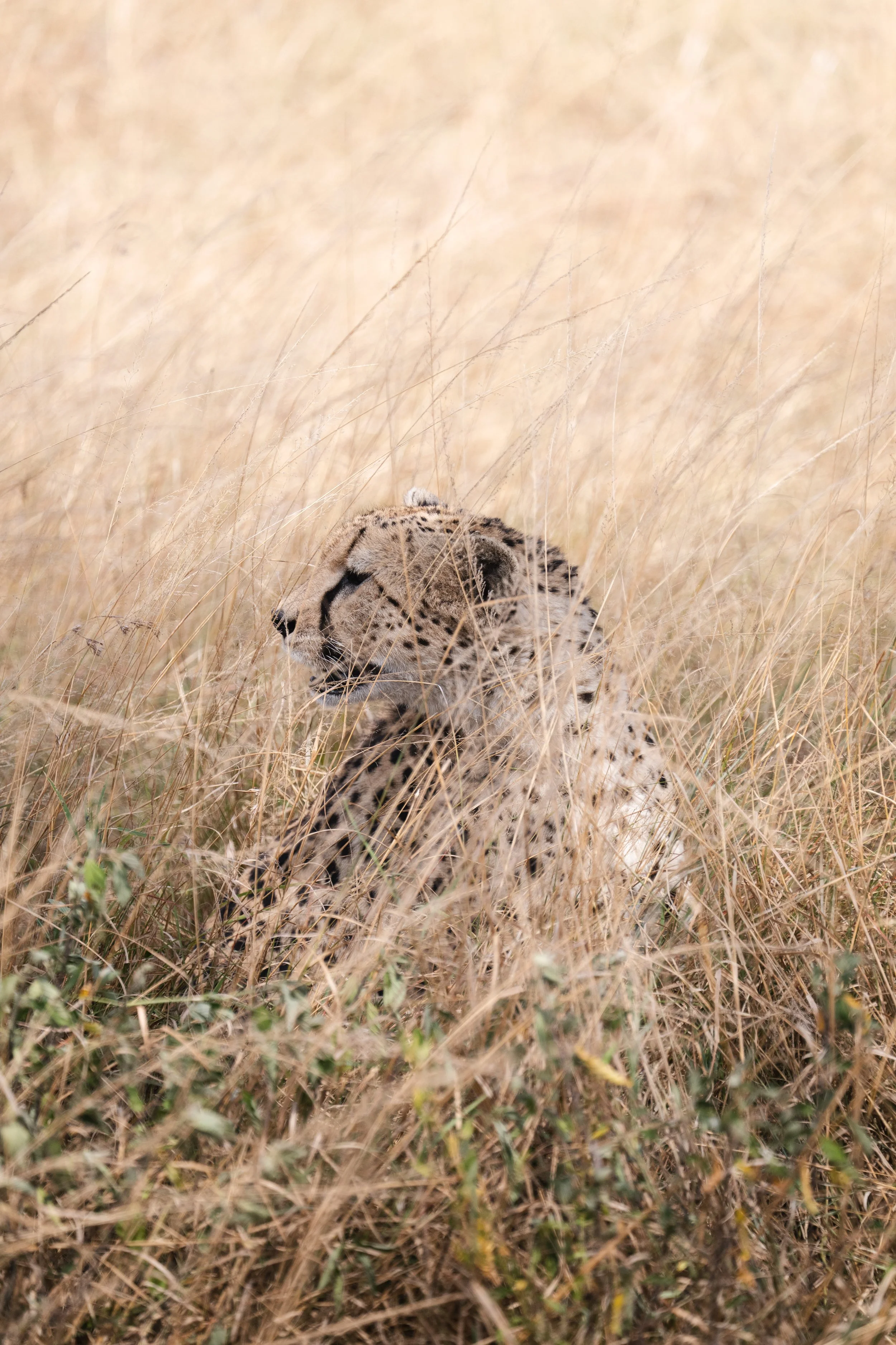 NZ8_6979.jpg