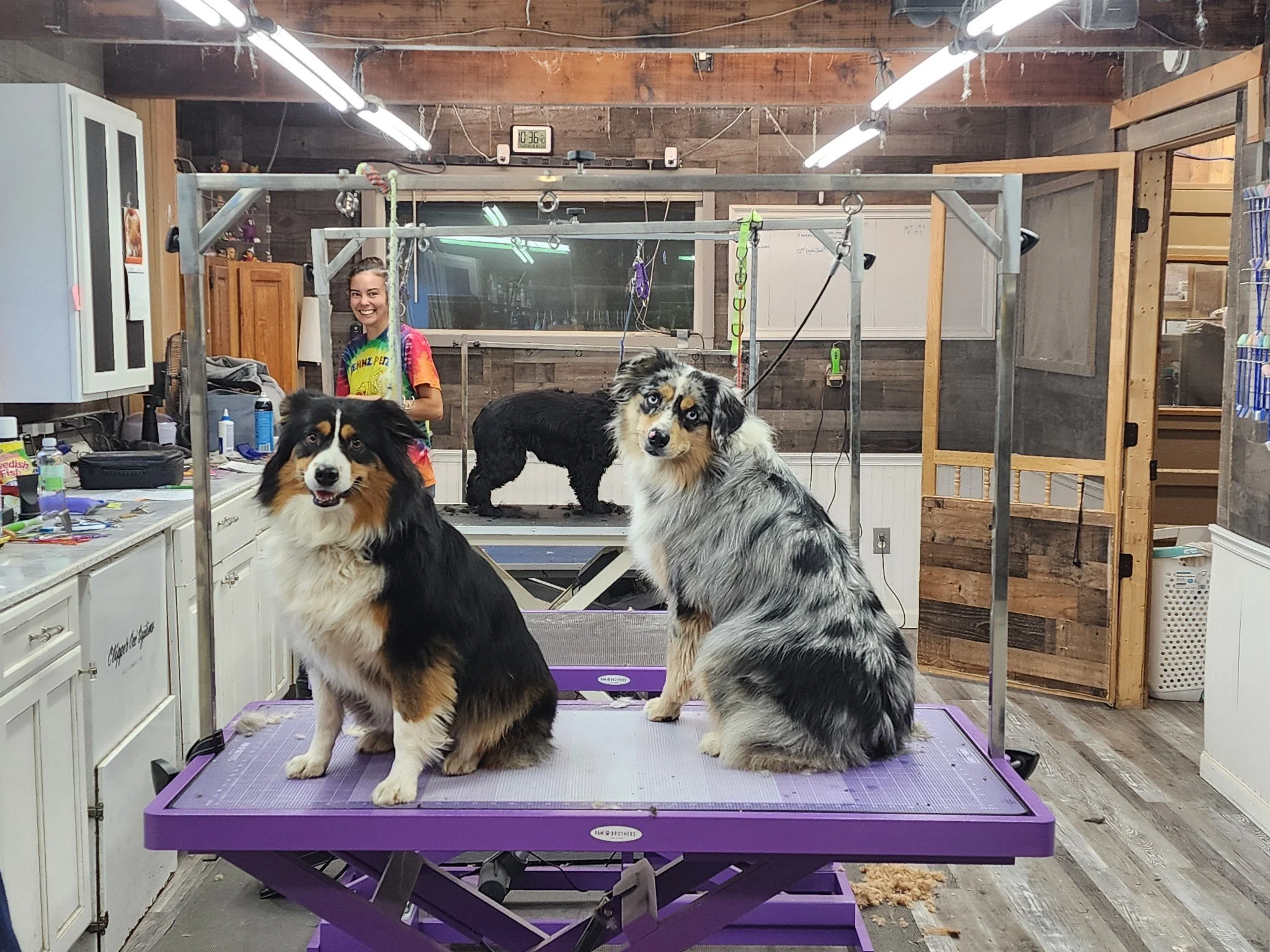 Two Australian Shepherd dogs sitting on a purple grooming table with grooming equipment, and a woman smiling behind them in a rustic grooming salon with wooden walls, cabinets, and grooming tools.