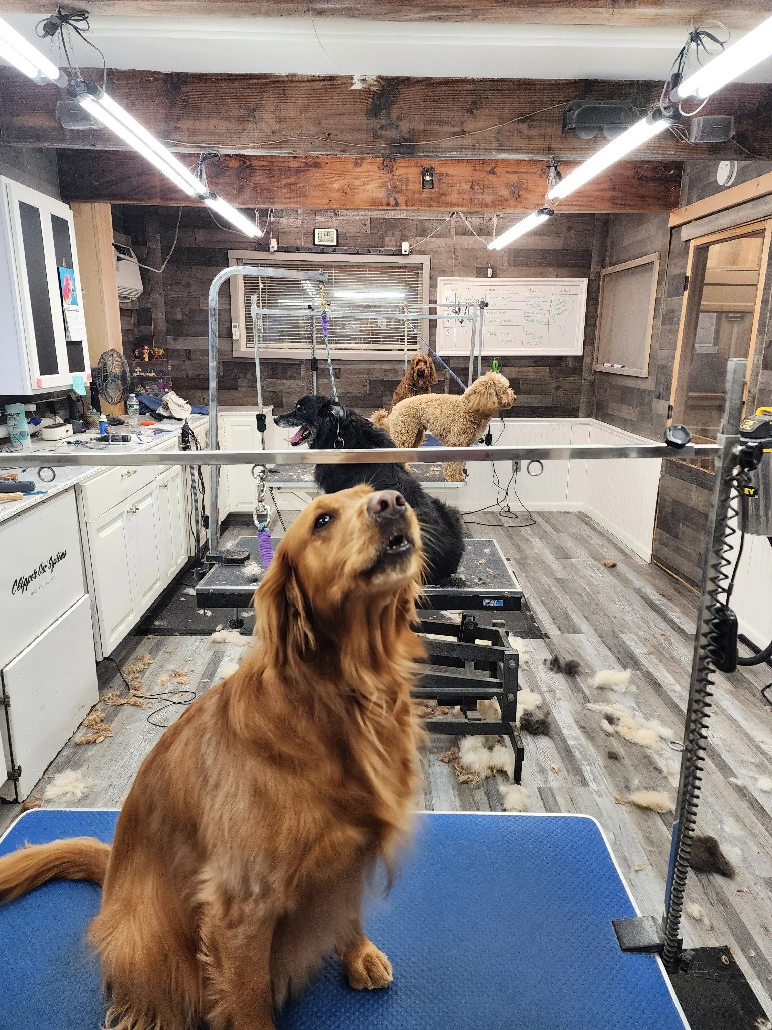 A grooming salon with four dogs on grooming tables. The room has wood walls, hanging fluorescent lights, a window with blinds, and a whiteboard with notes. The floor has dog fur and hair clippings.