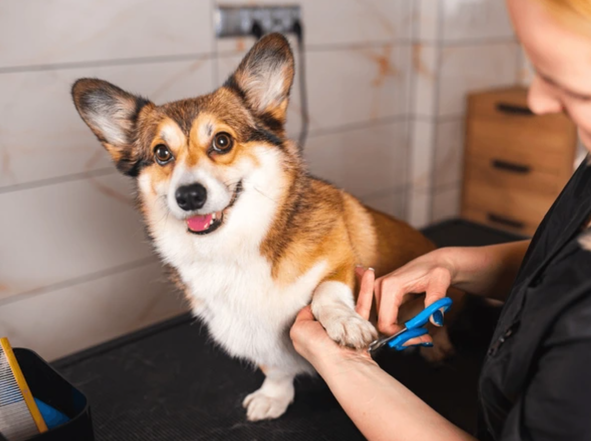 A veterinarian trimming a dog’s toenails on a grooming table.