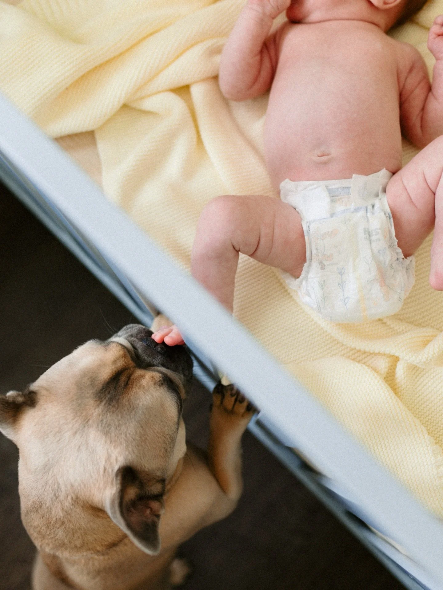 I felt right at home the minute I walked in the door and immediately got all the bulldog love. A very sweet little world, with lots of doggy kisses!

&mdash;

#newbornphotographer #heartfulphotogs #babyphotography #newbornphotos #storytellingphotogra
