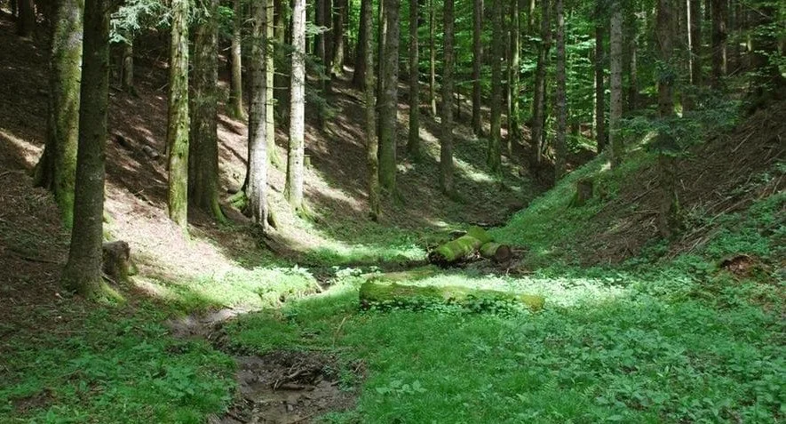 Appunti sulle Foreste Casentinesi 1 - Camaldoli