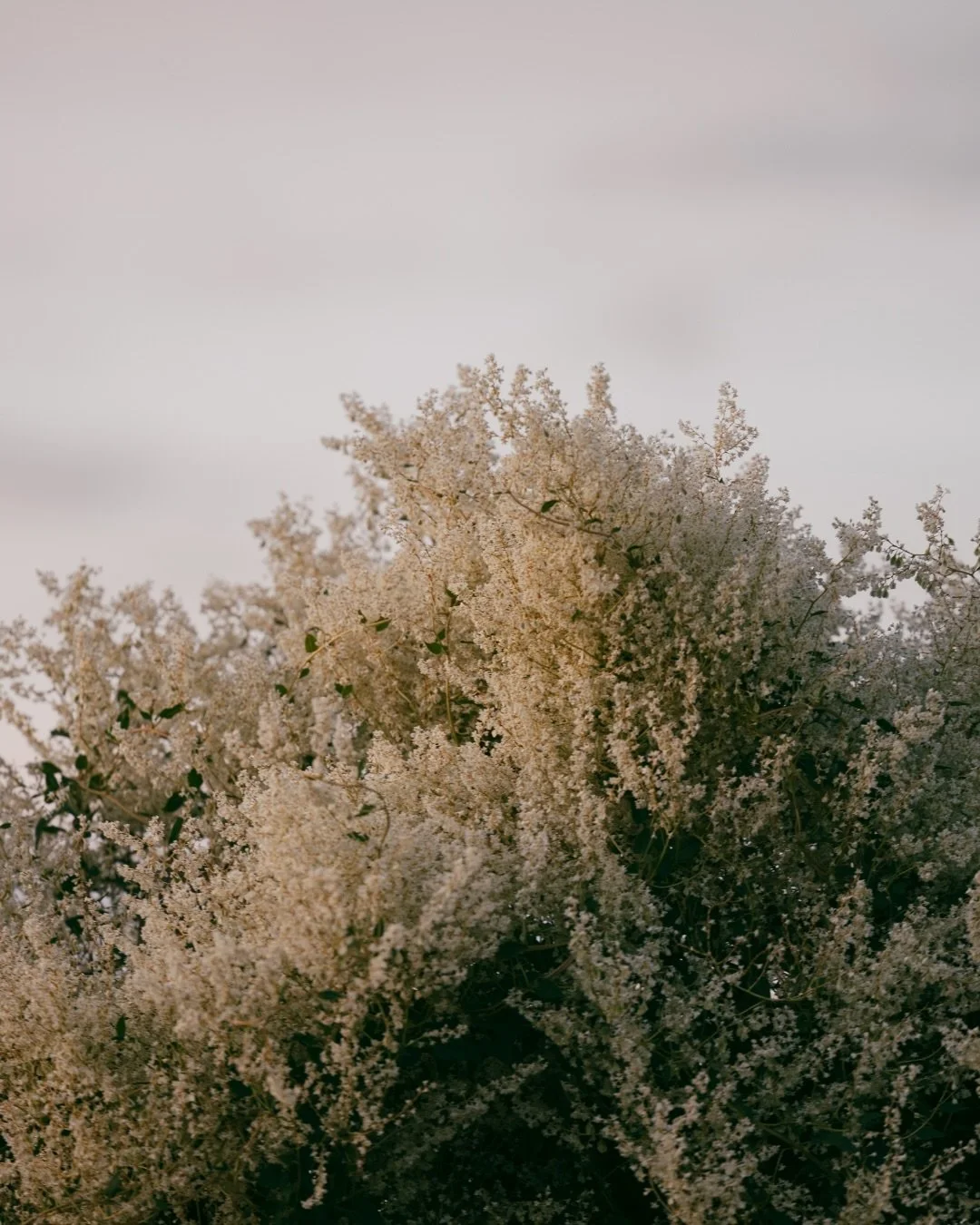 Rooting deeper into ourselves, our community, and the rituals that carry us.
November naturally invites us inward. The air shifts, the days shorten, and life begins to slow just enough for us to notice what&mdash;and who&mdash;truly matters. In this 