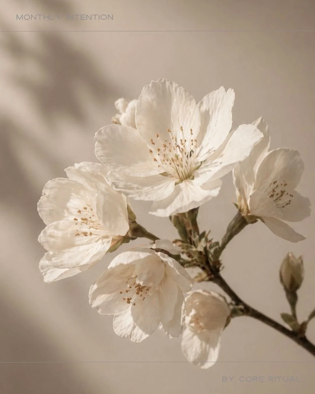 May Intention: Bloom
You&rsquo;ve created space &mdash; now it&rsquo;s time to grow into it.
Step into your fullest expression.
Strong. Soft. Steady.
This month, move with confidence, trust your strength,
and allow yourself to expand without force.
B