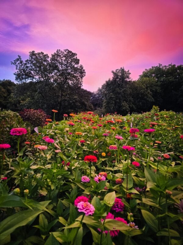 Sip and Snip Private U-Pick Experience