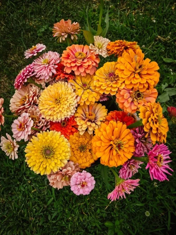Colorful bouquet of various zinnia flowers in pink, yellow, orange, and white, arranged on green grass.