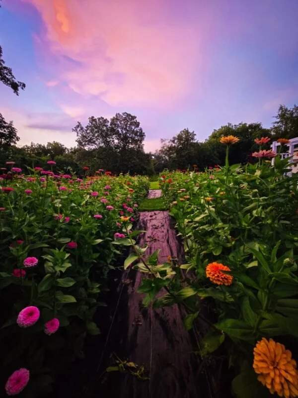 A vibrant garden with colorful flowers, a wooden pathway, a sky with pink and purple clouds during sunset, and trees in the background.