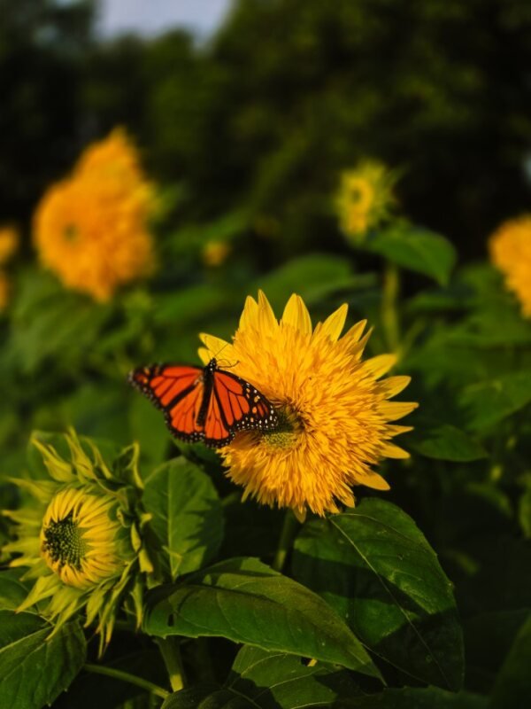 A monarch butterfly perched on a yellow flower in a garden with green leaves and other yellow flowers in the background.