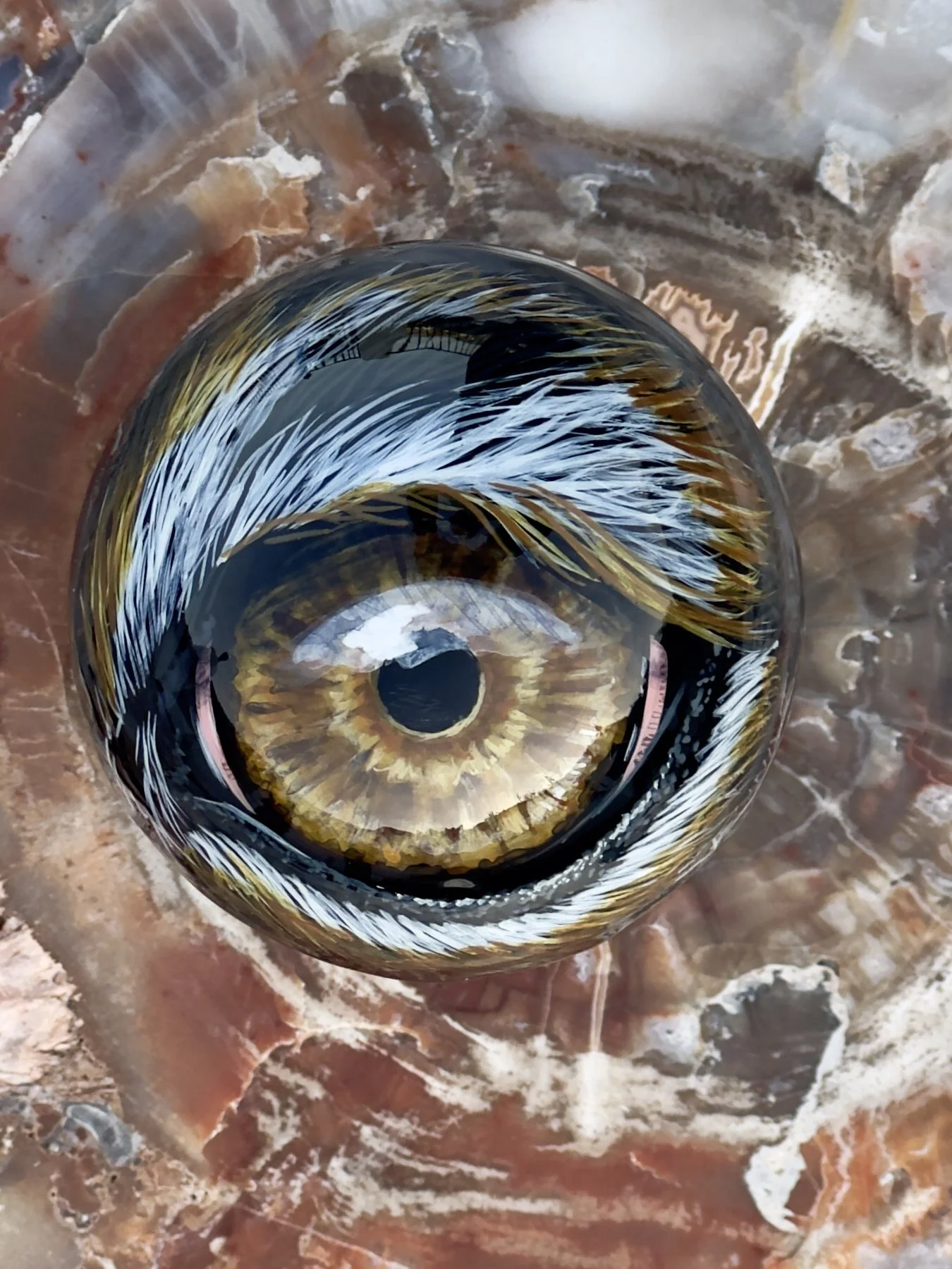 Tiger eye on obsidian 